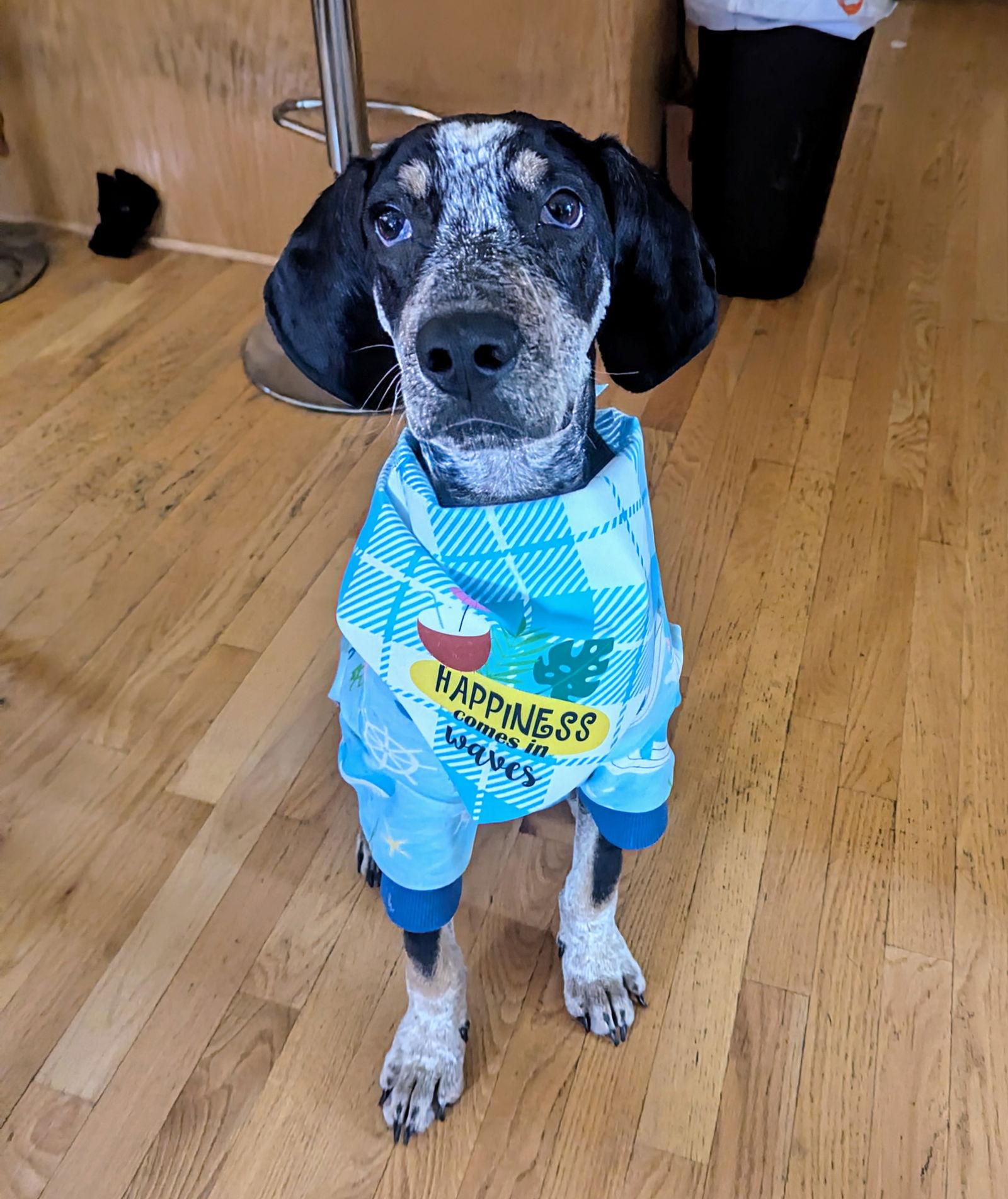 Tad Arthur - Bluetick Coonhound
