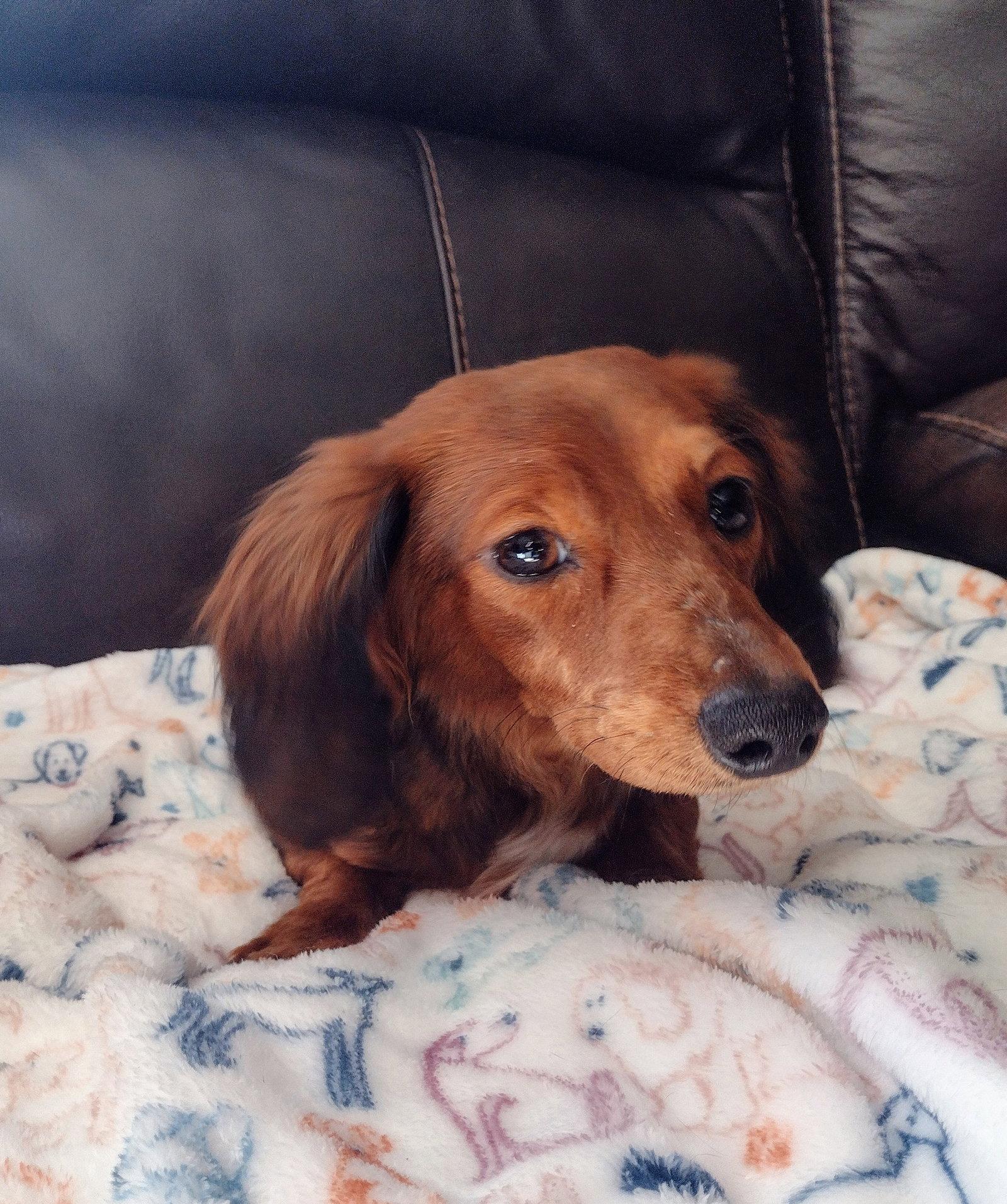 Timmy - Dachshund