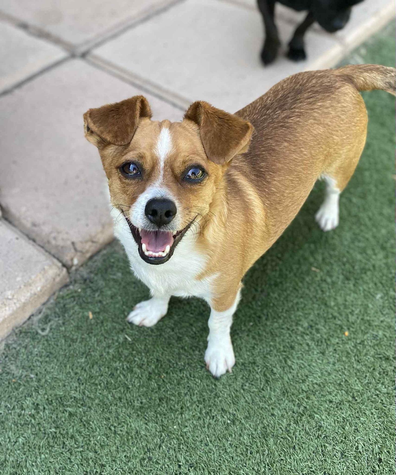 Tito - Chihuahua