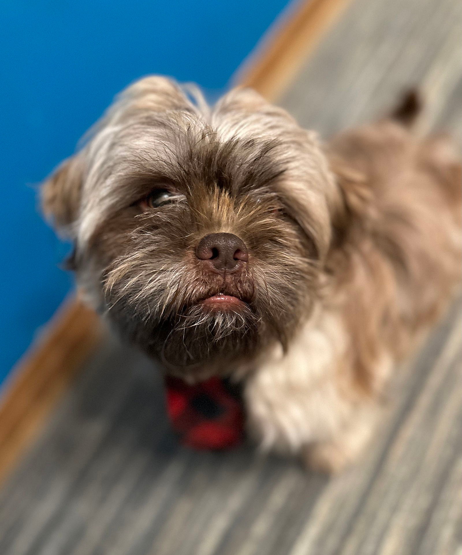 Chewy - Shih Tzu
