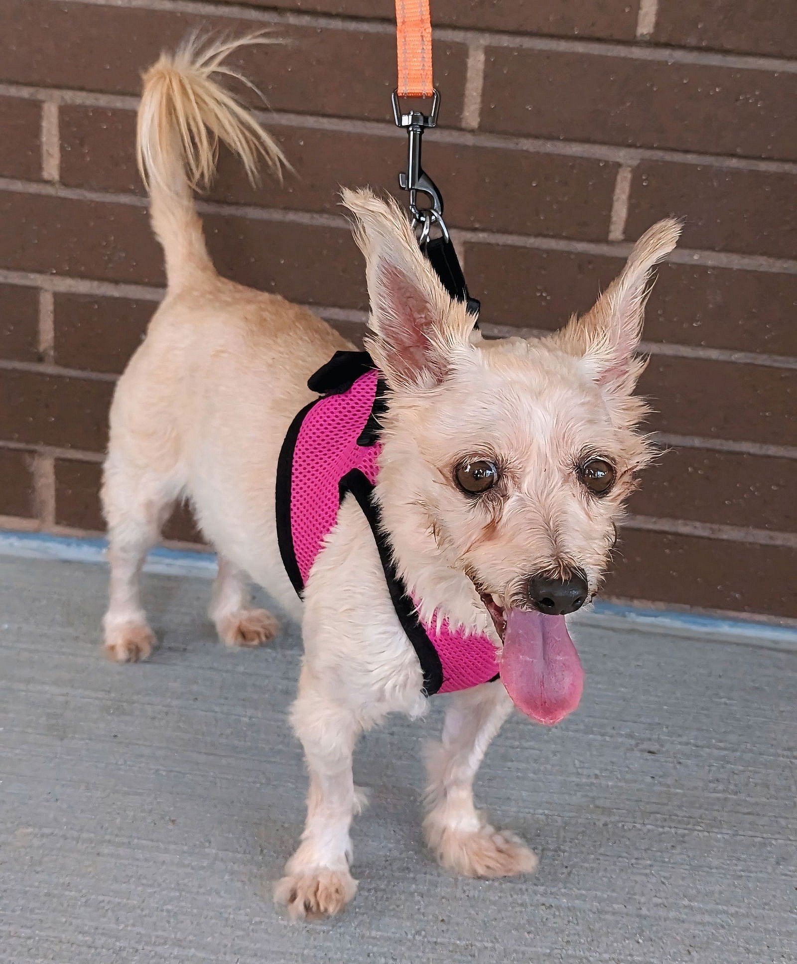 Heidi - Yorkshire Terrier Yorkie