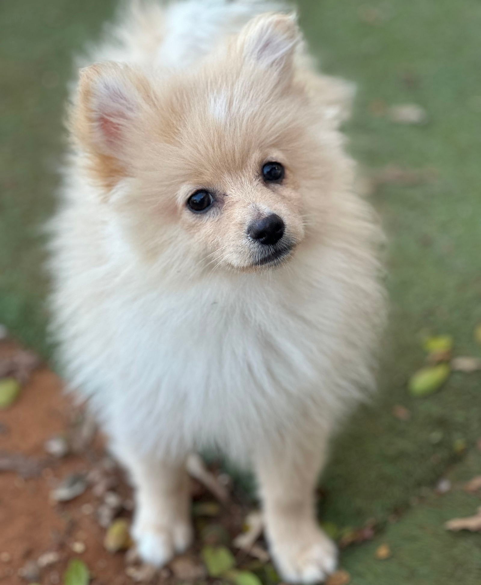 Peanut *Head Tilt - Pomeranian