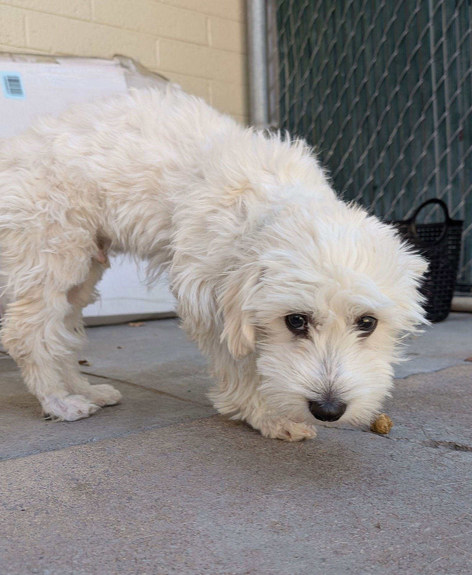Baxter