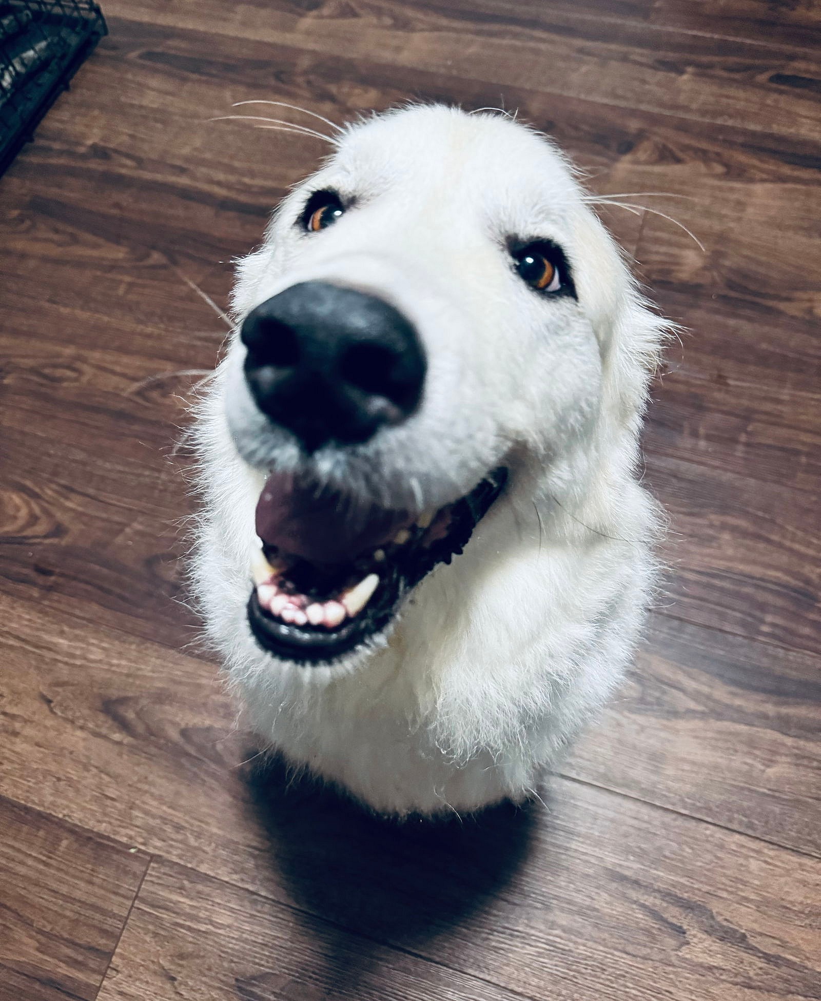 Luna - Great Pyrenees