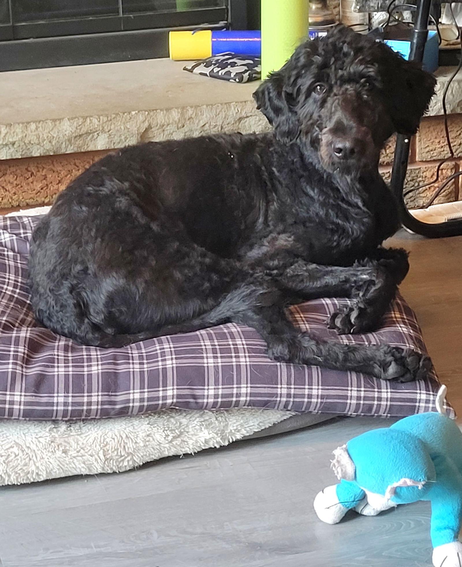 Millie - Poodle (Standard)