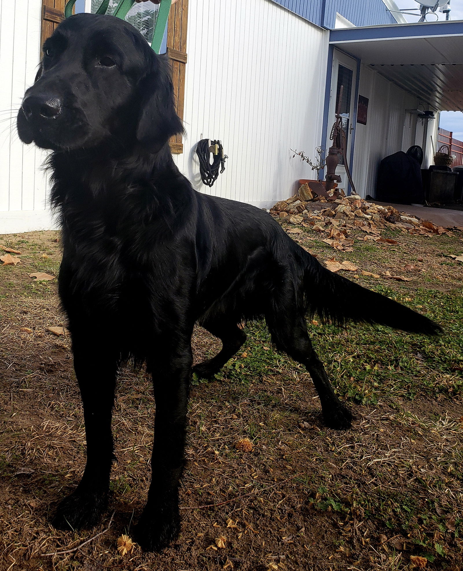 River the “Flattie” - Flat-coated Retriever