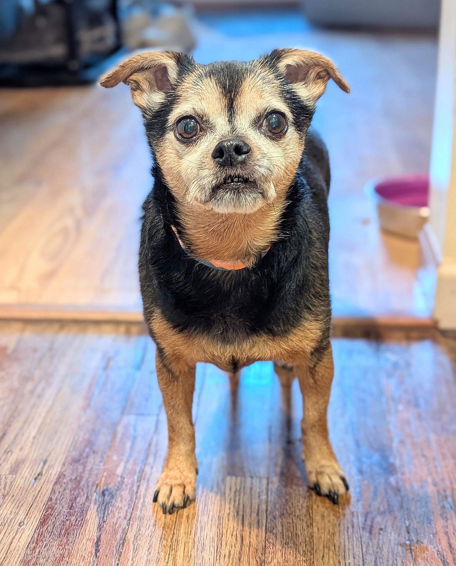 Ruger - Miniature Pinscher