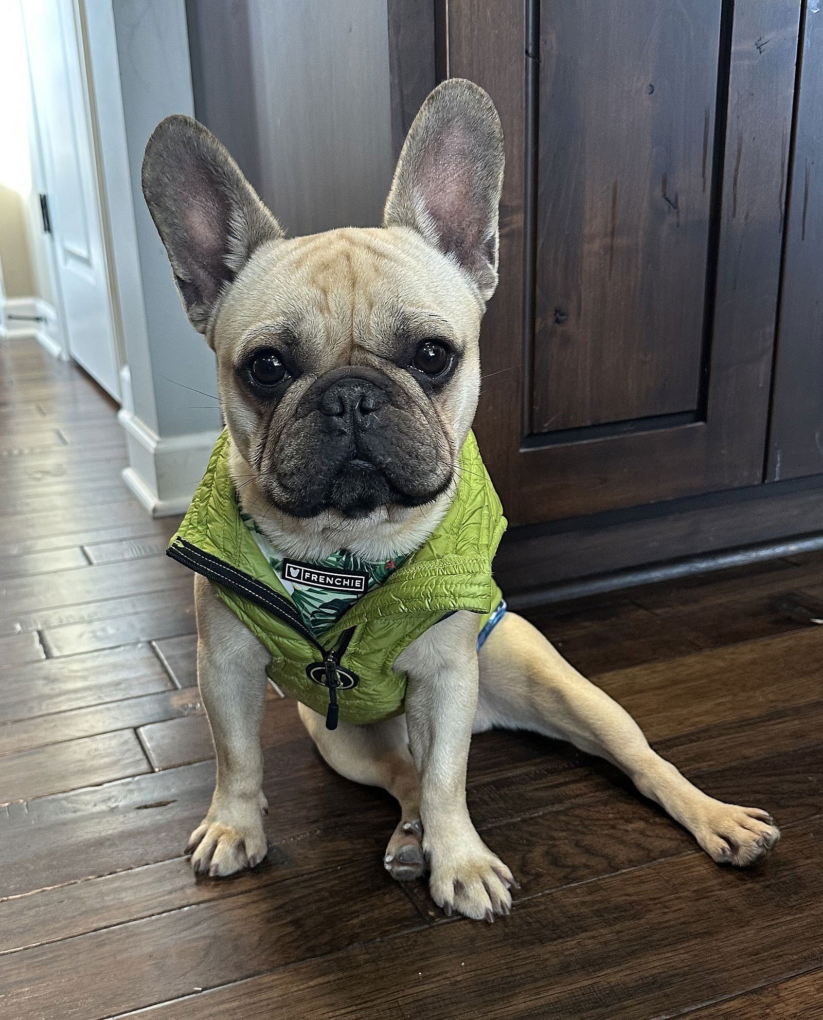 Hari - French Bulldog