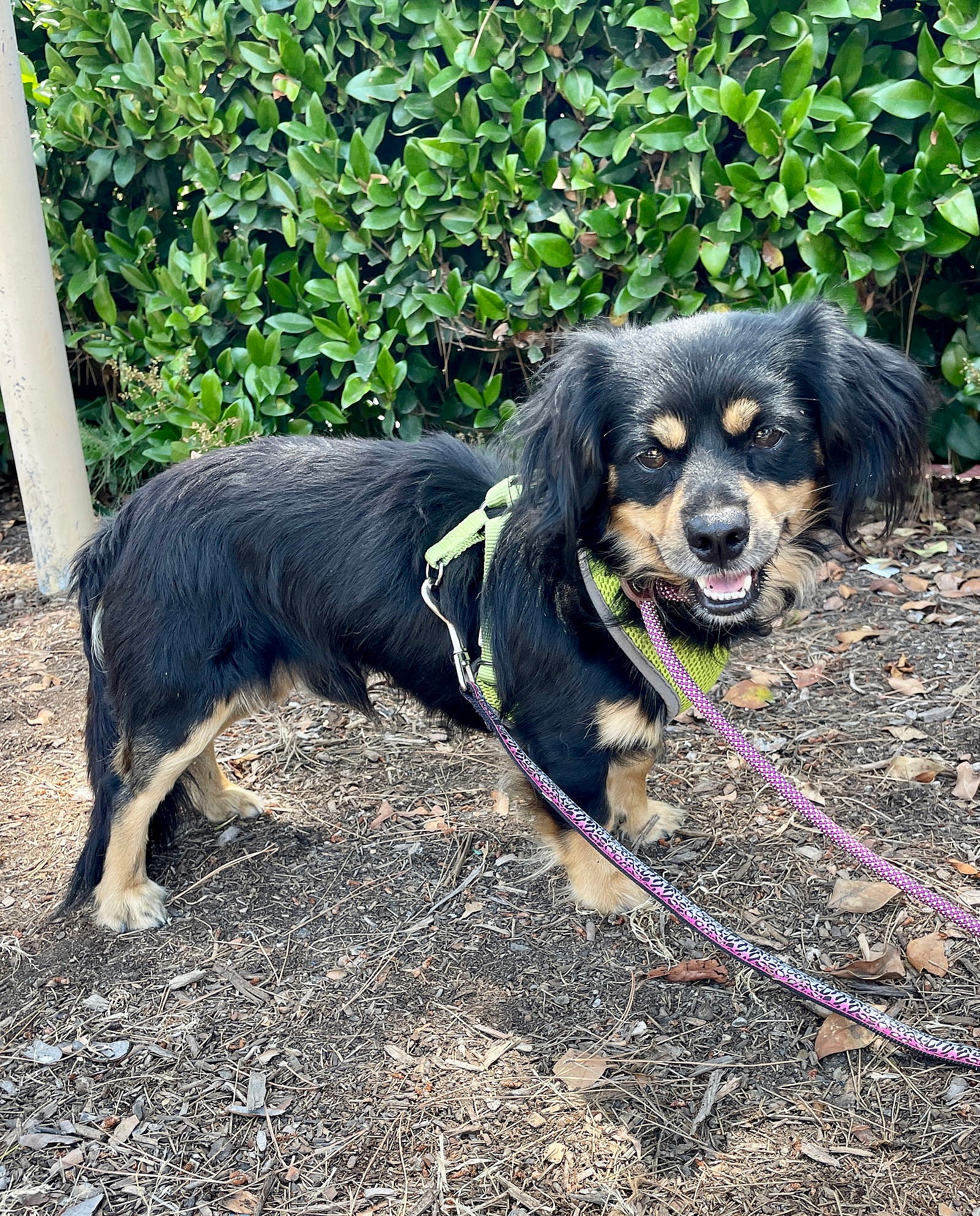 Chip - Cavalier King Charles Spaniel