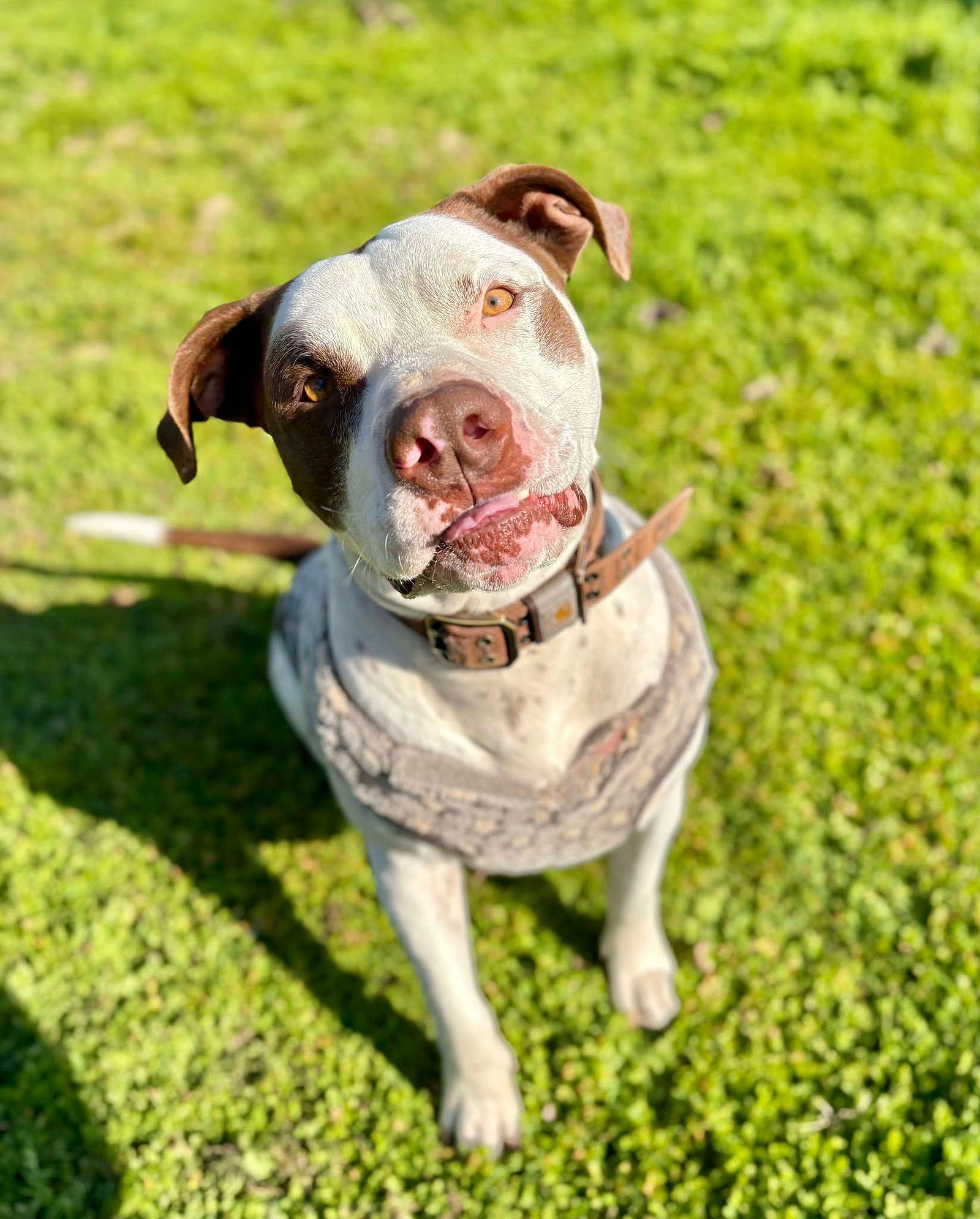 Gumbo - American Bulldog