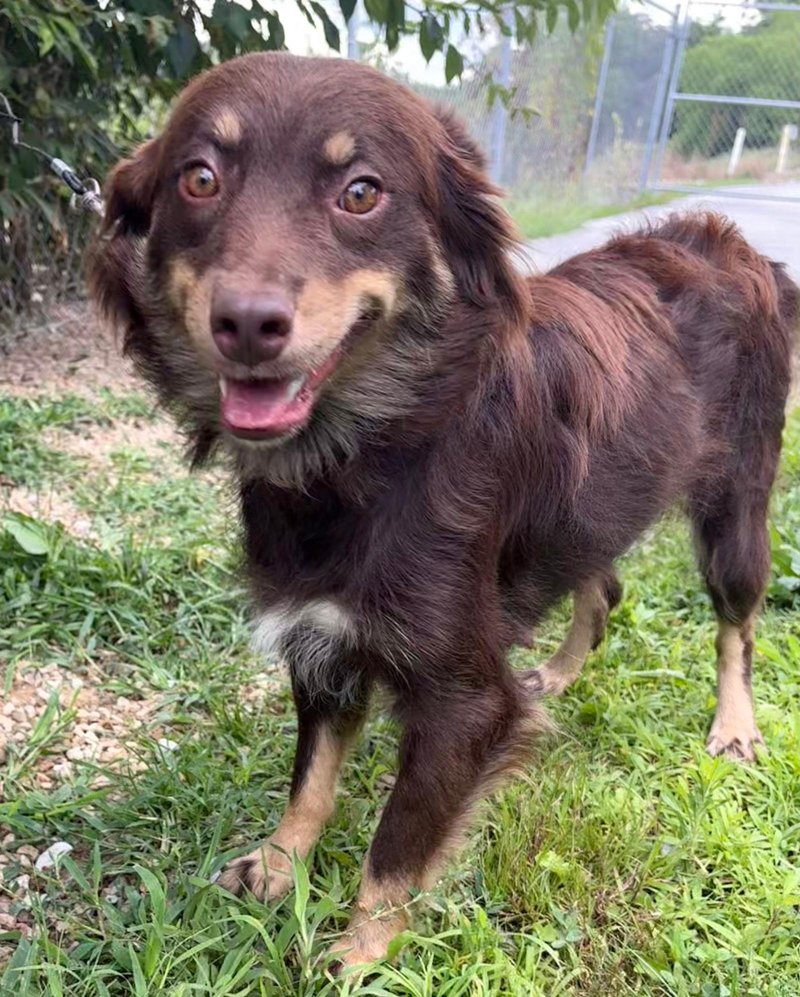SWEETIE - Australian Shepherd