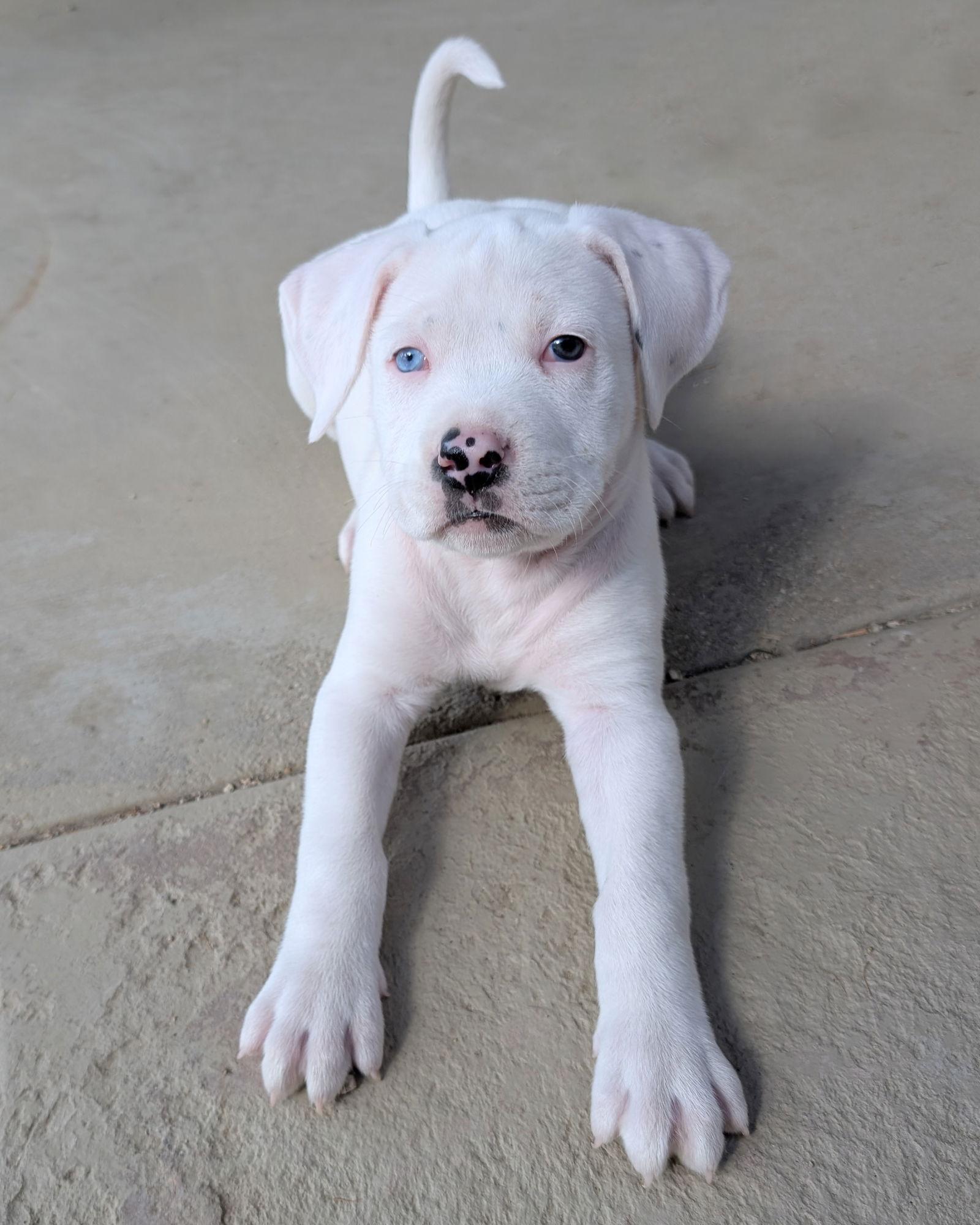 Finn