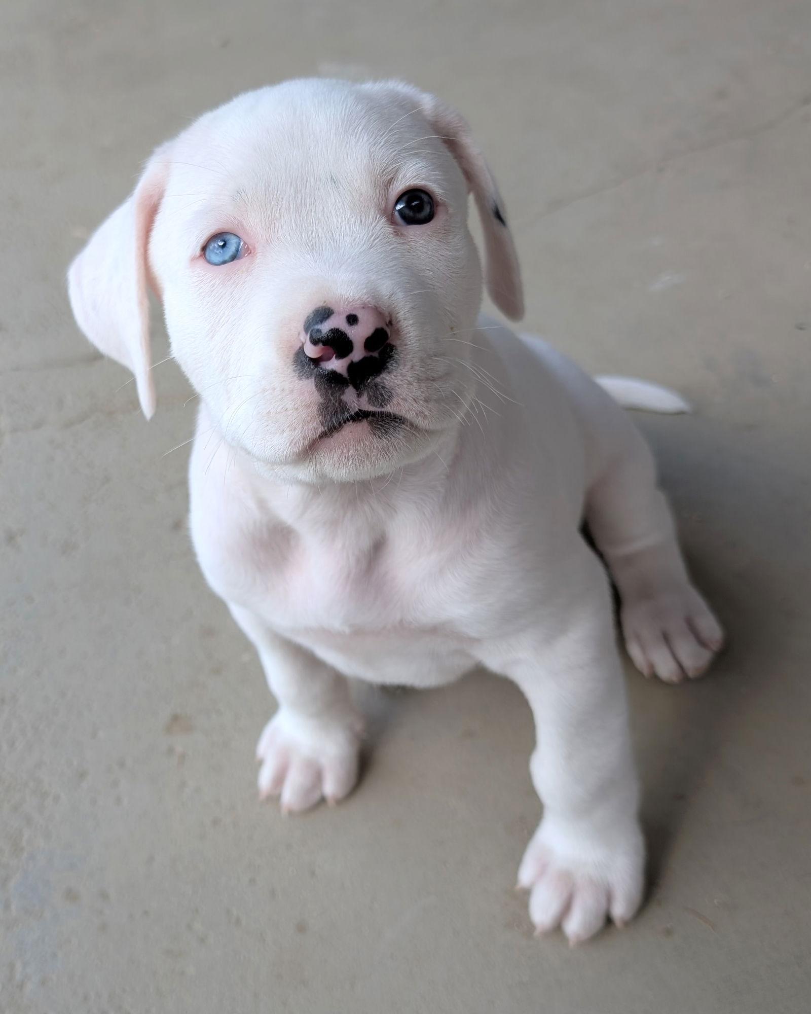 Finn