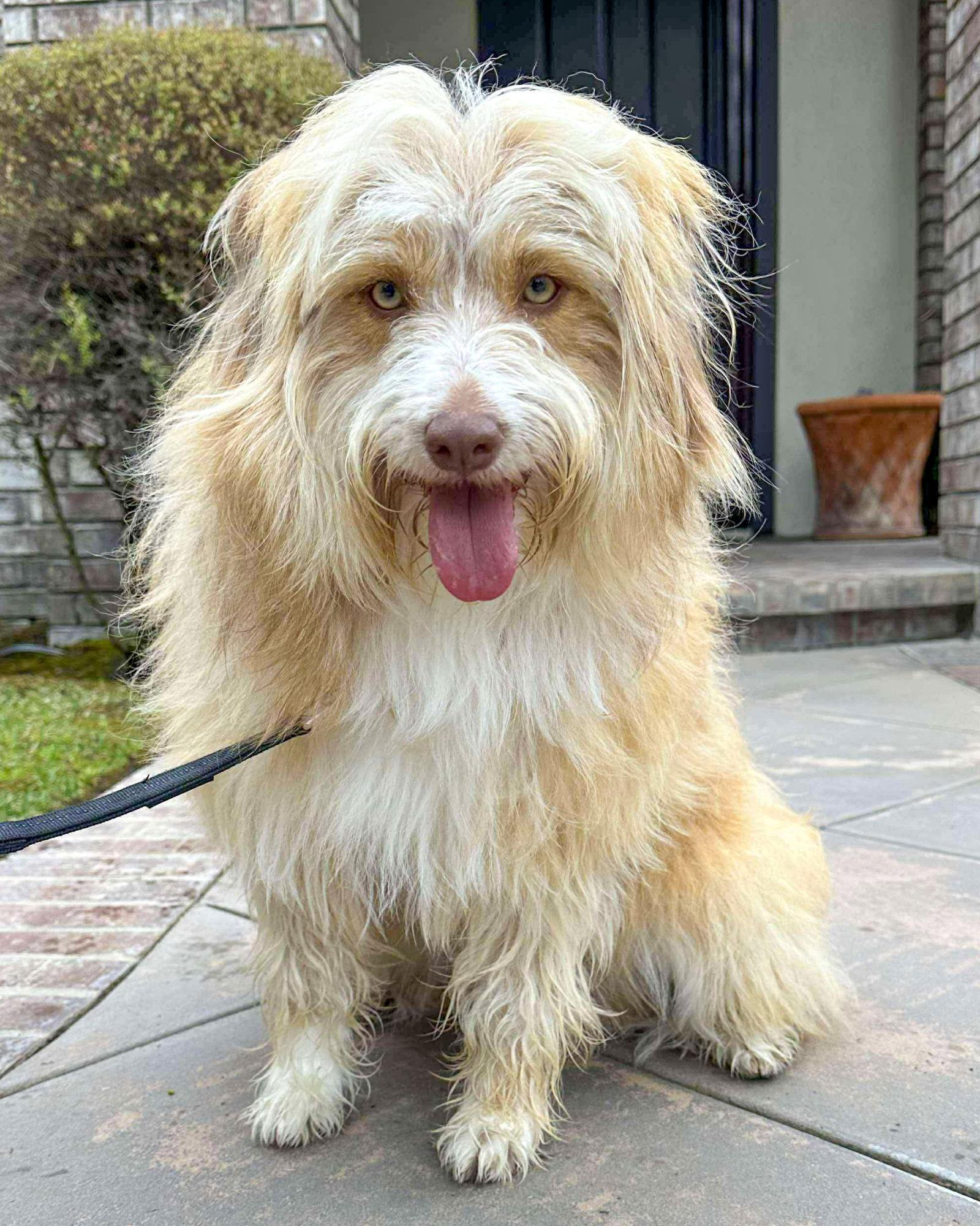 Mitzi - Golden Retriever