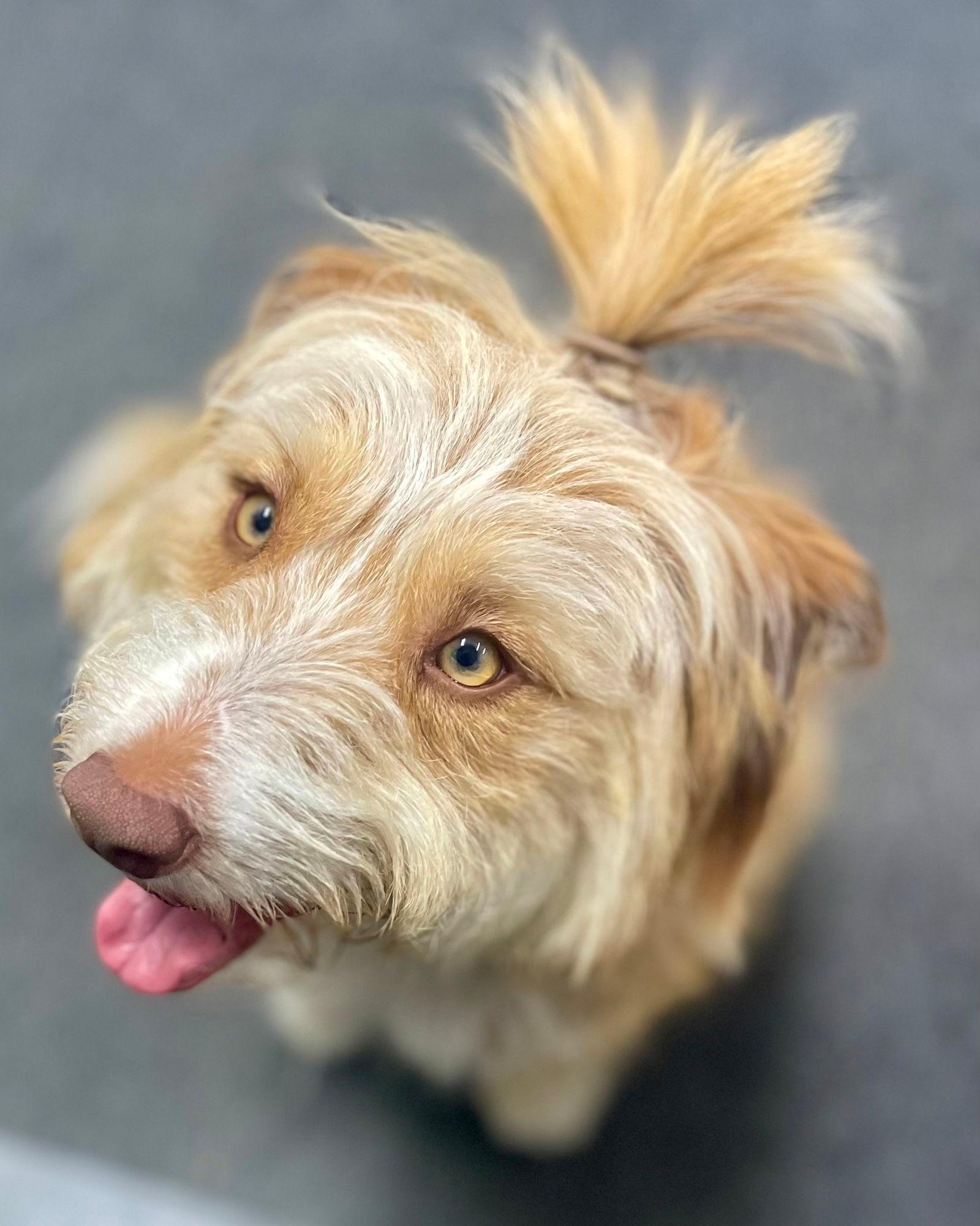 Mitzi - Golden Retriever