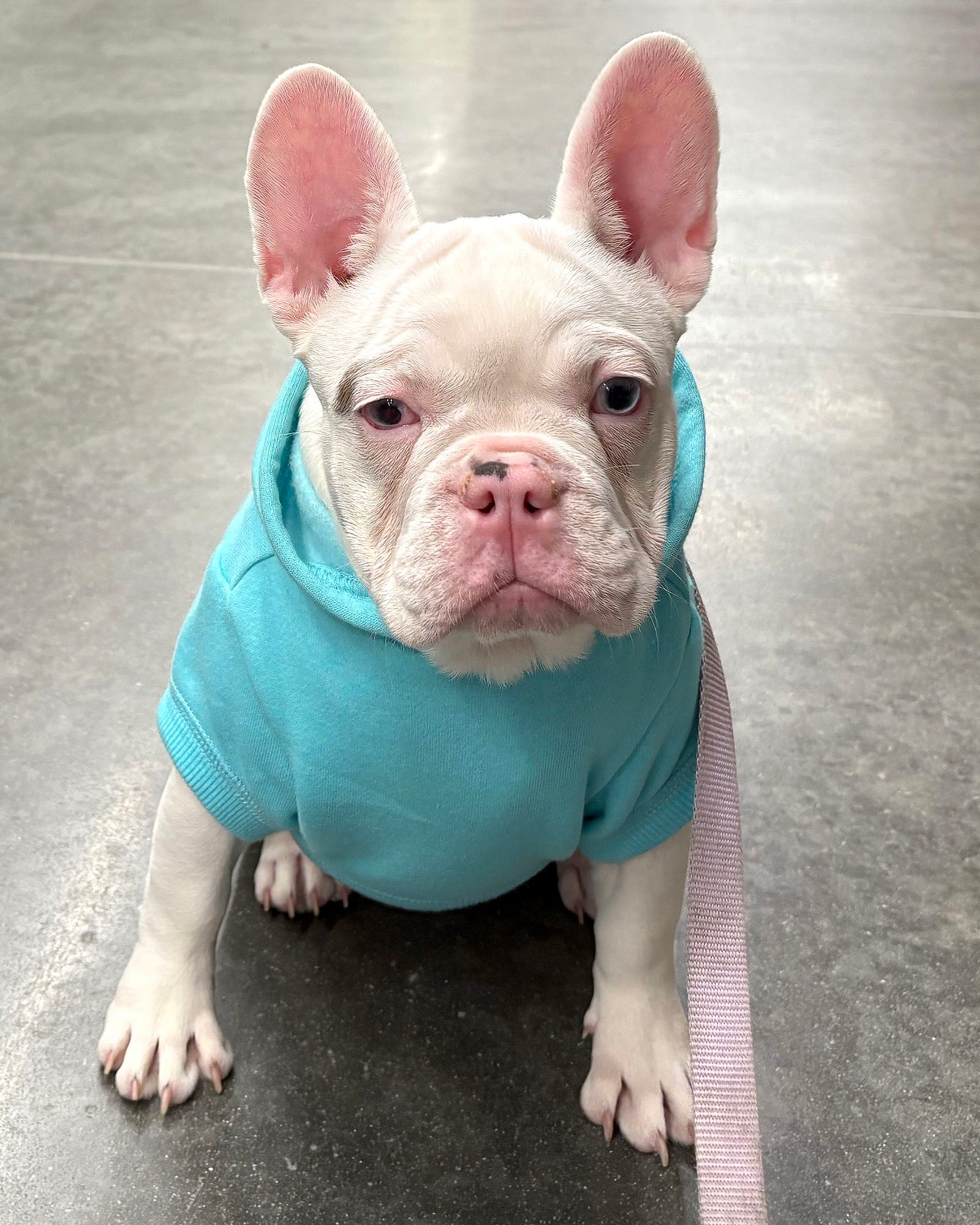 Peppa - French Bulldog