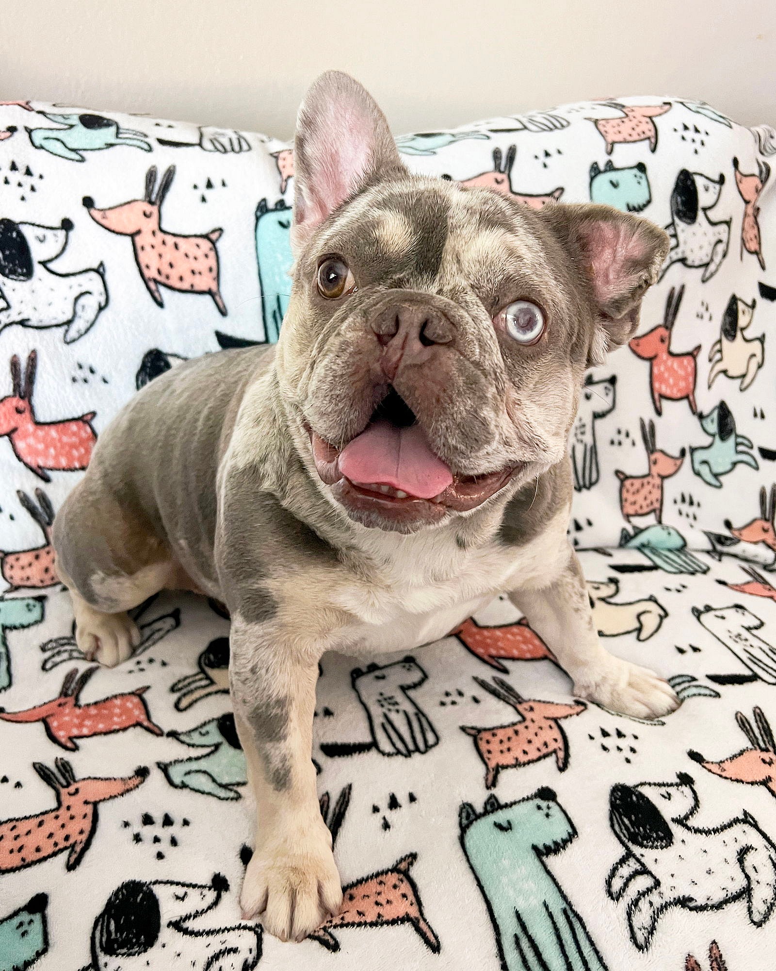 Mabel - French Bulldog