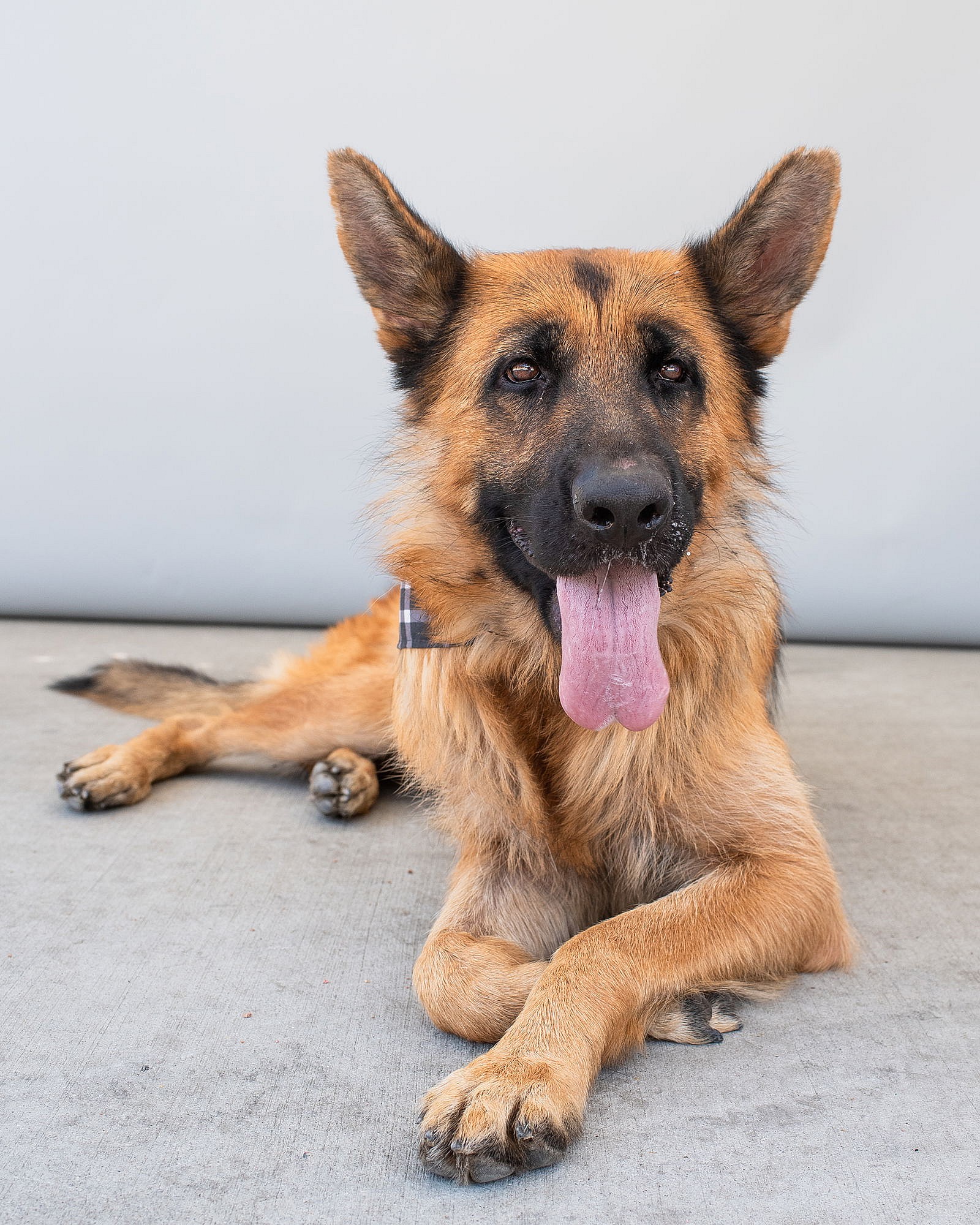 COOKIE - German Shepherd Dog