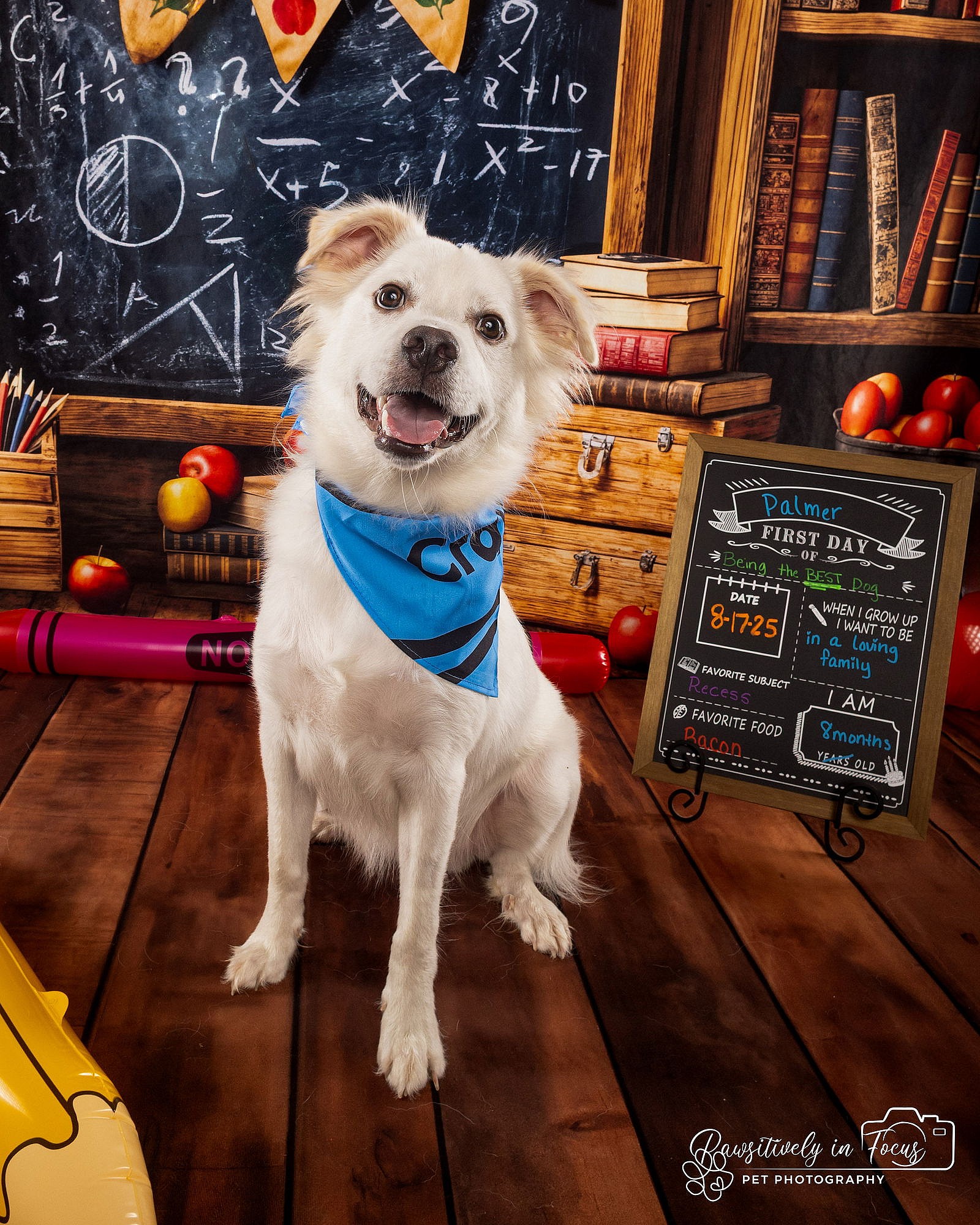 Palmer - only 31.6 lbs! - Chihuahua