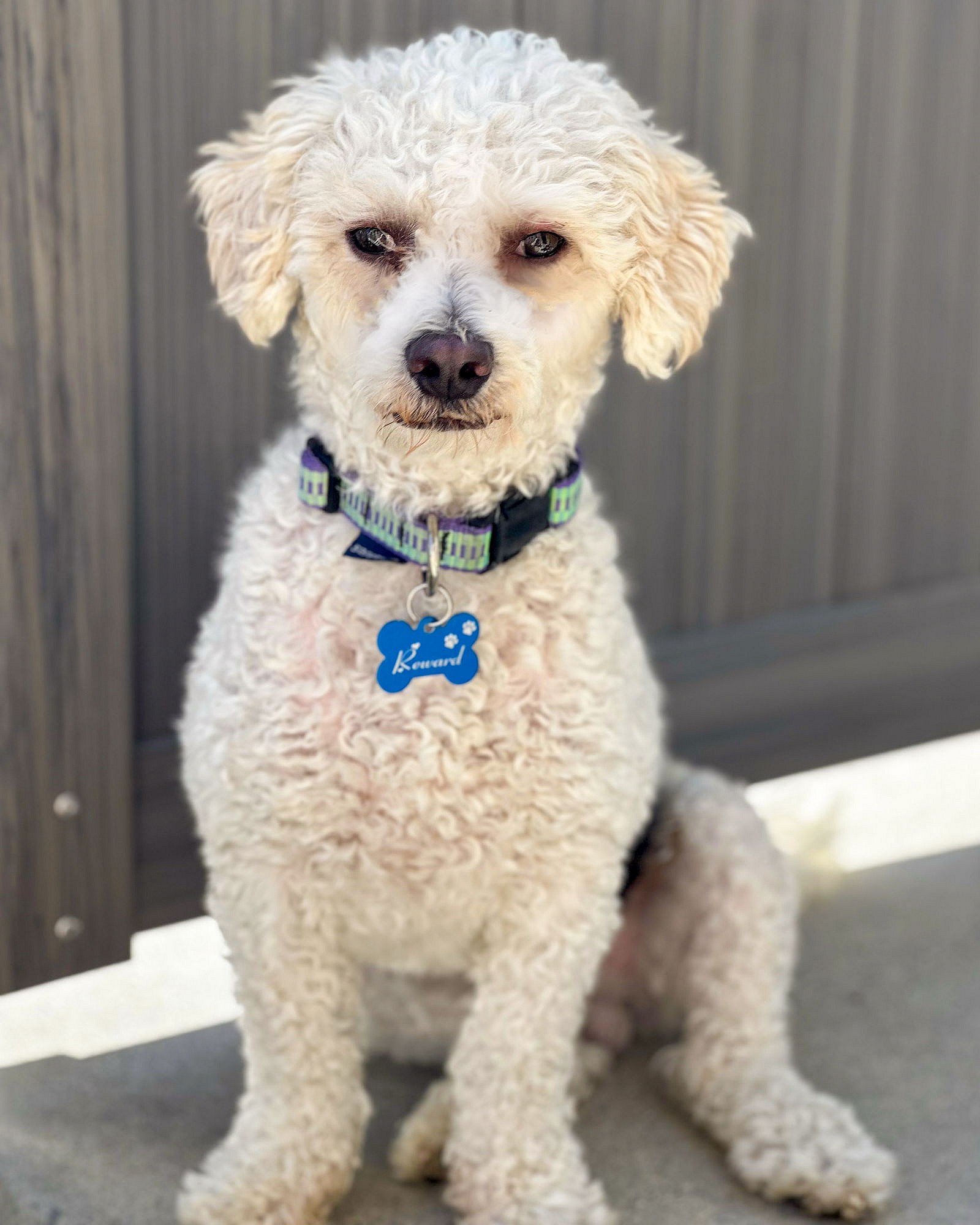 Frankie - Bichon Frise