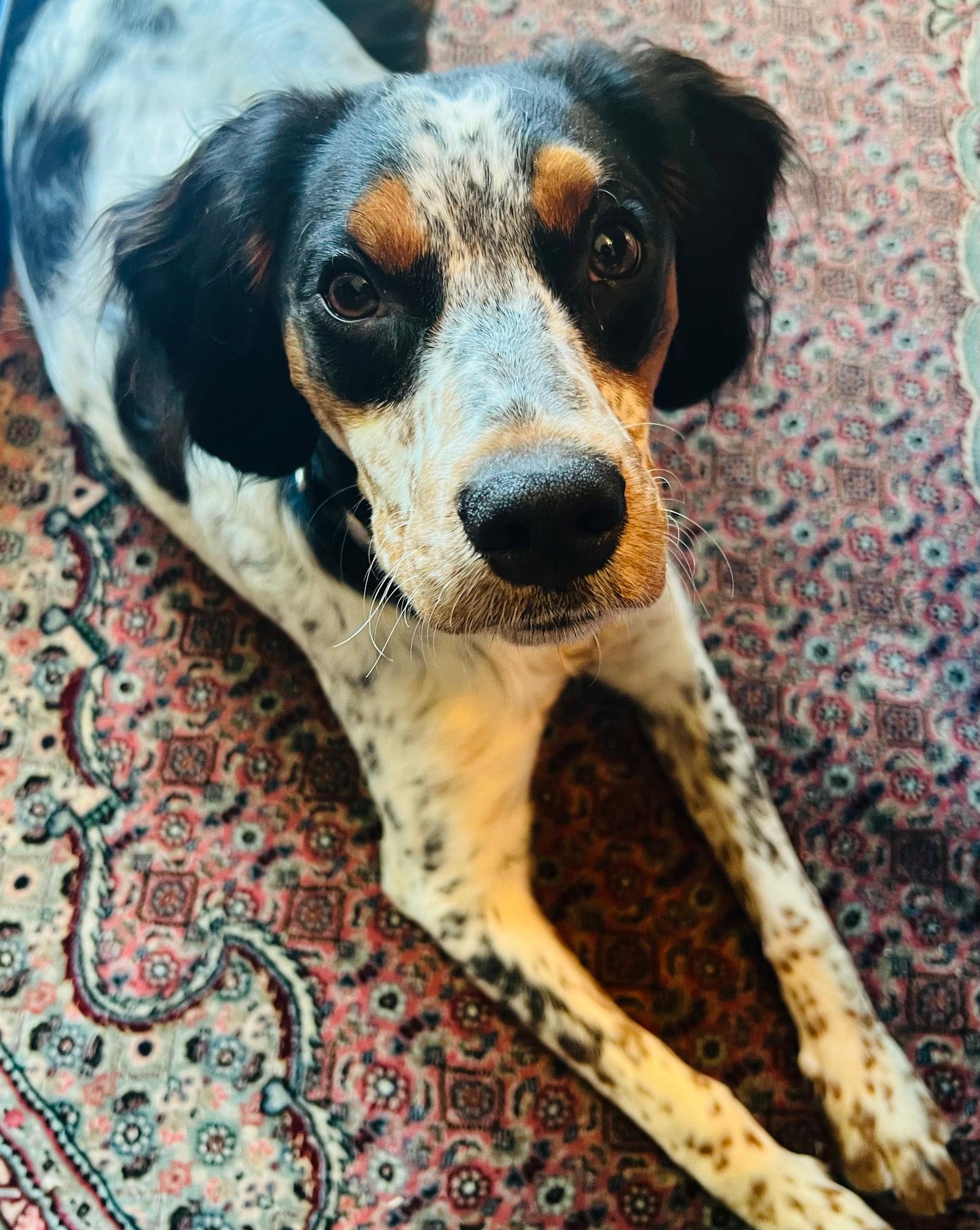 Delta - English Setter