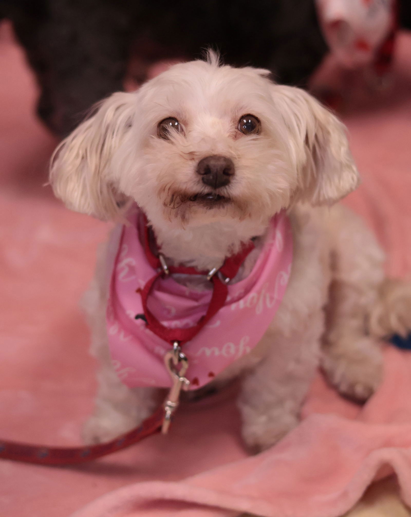 Girlie & Ziggy *Bonded Pair*