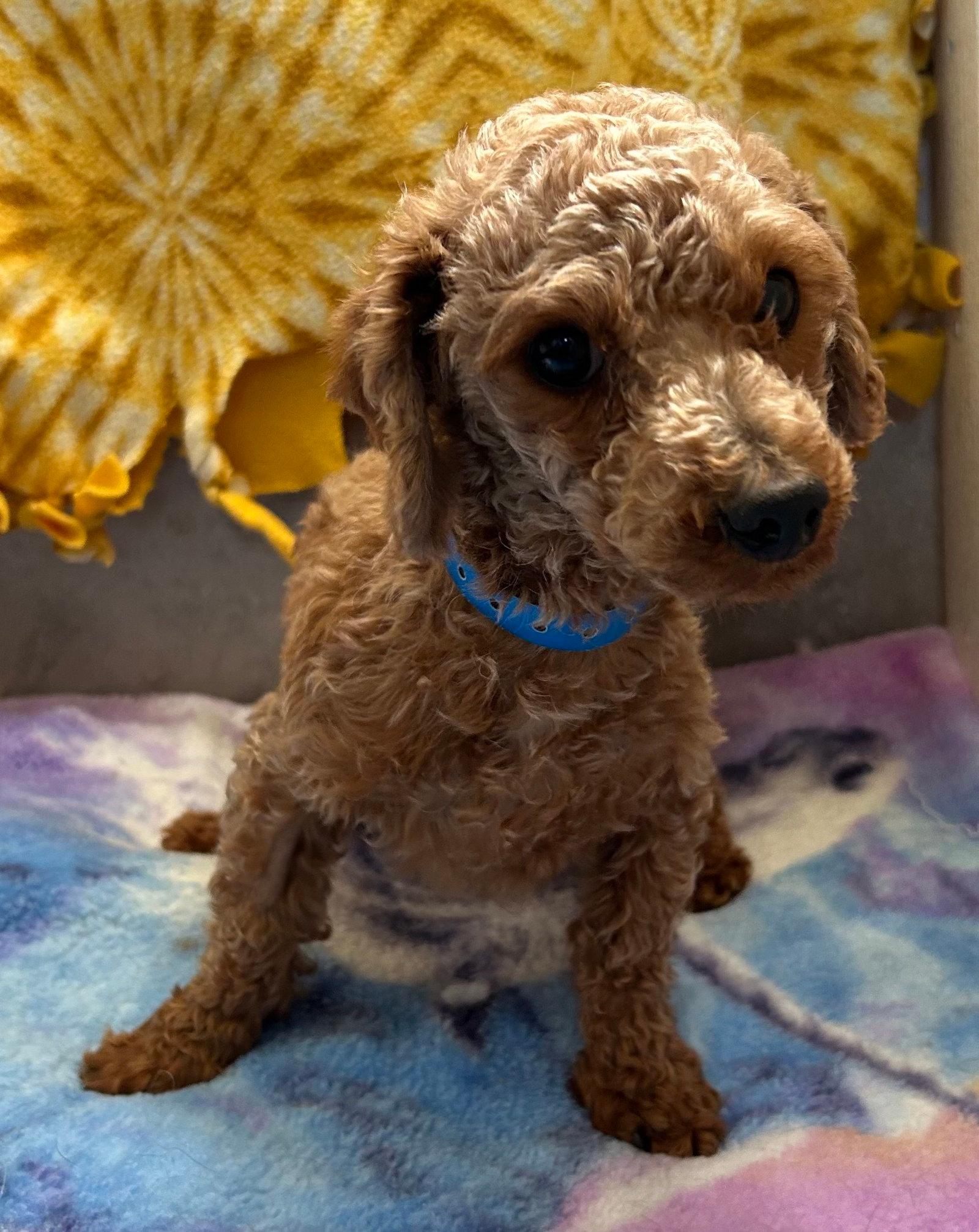 Norman Mar 26 - Poodle (Toy)
