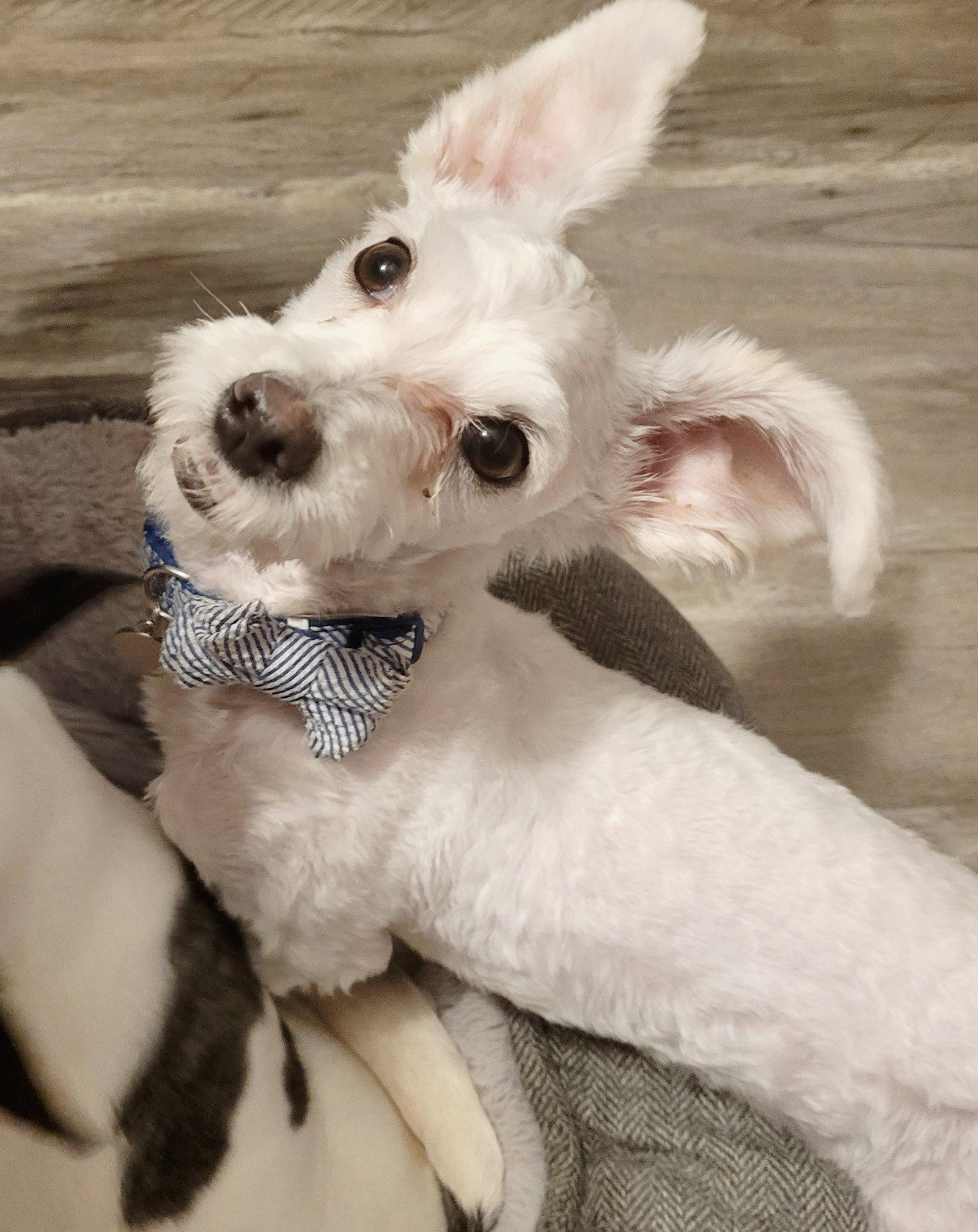 Nolan - Poodle (Toy)