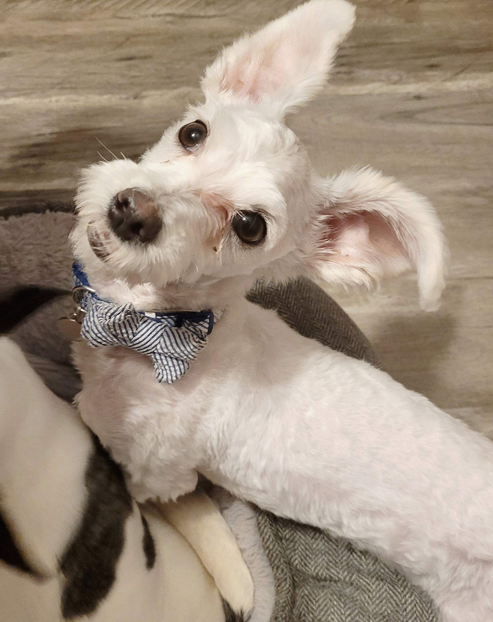 Nolan - Poodle (Toy)