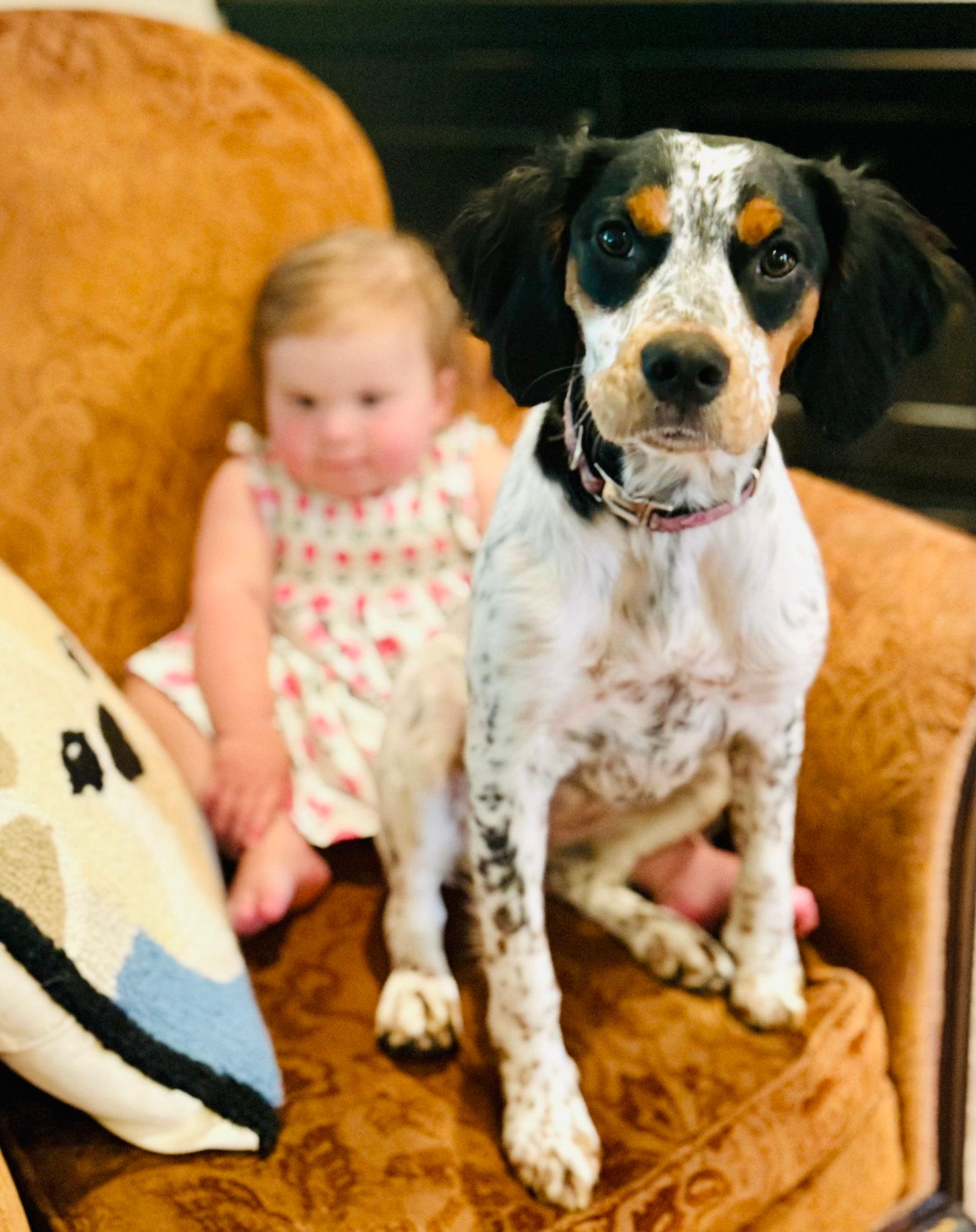 Delta - English Setter