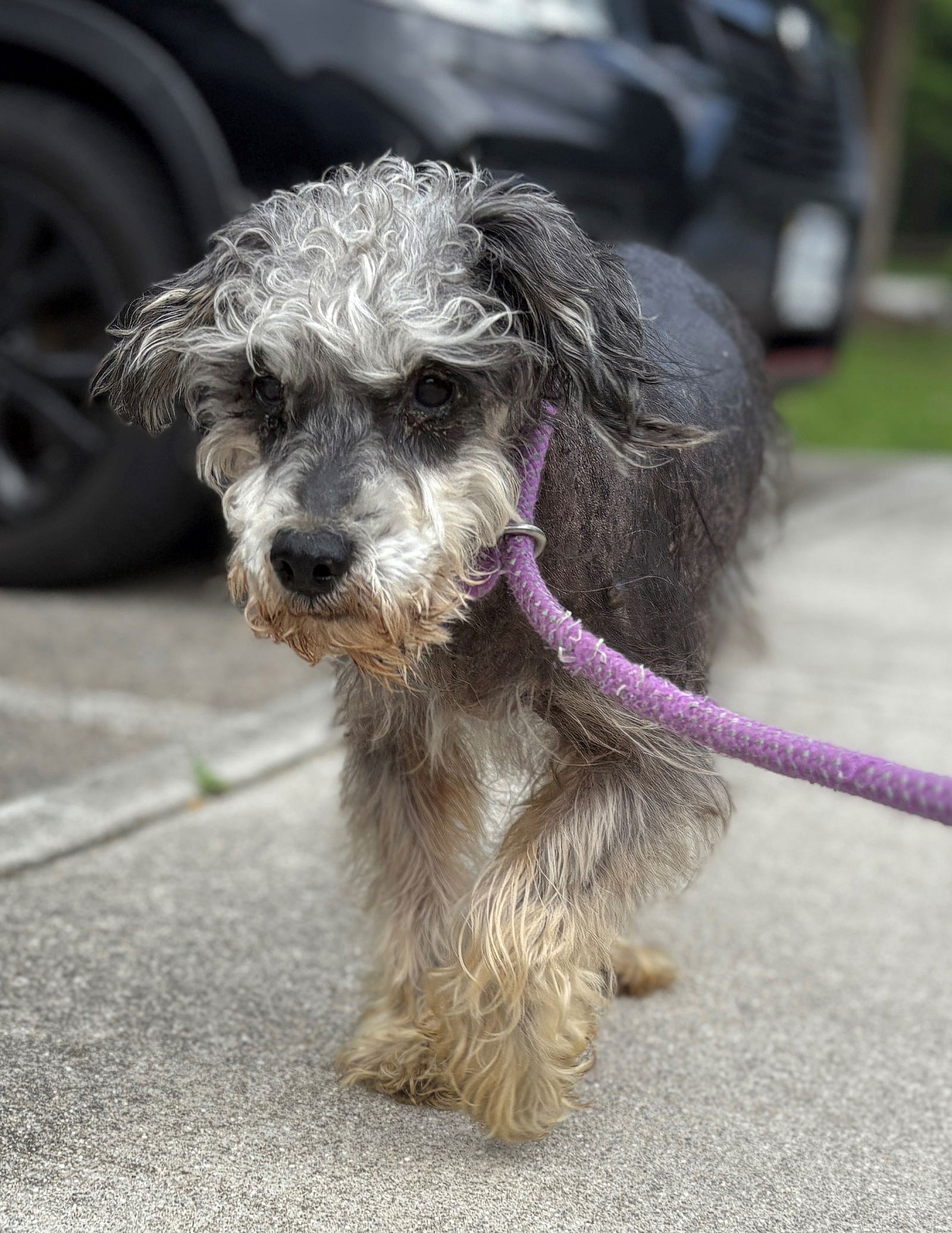 180169 Licorice (Off Site Foster) - Schnauzer