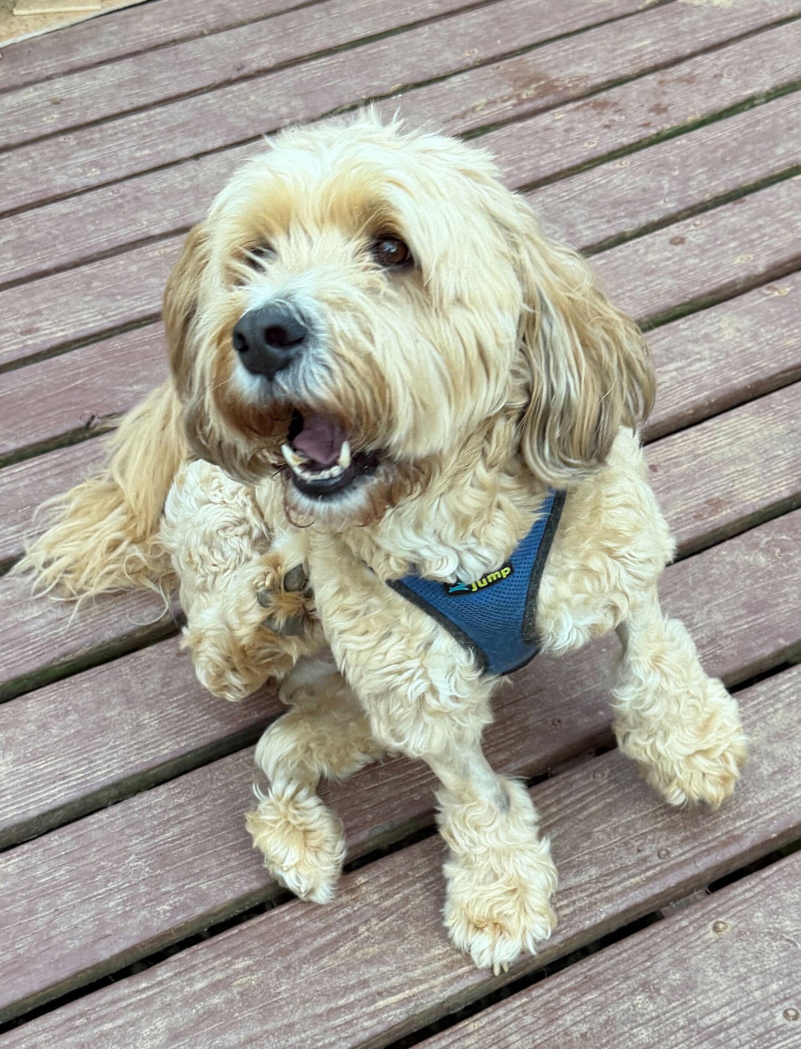 Lucy Mar 26 - Poodle (Miniature)