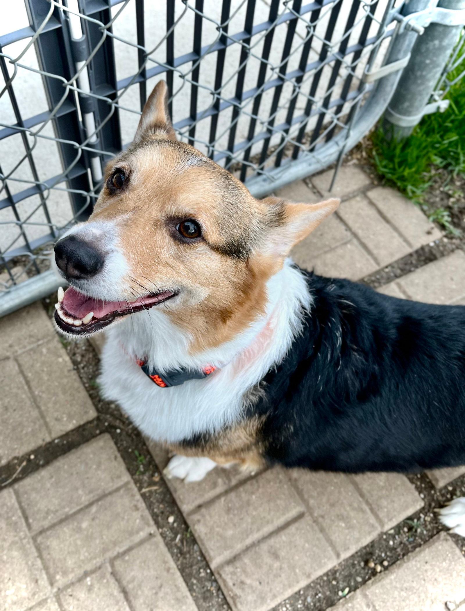 Baby - Corgi