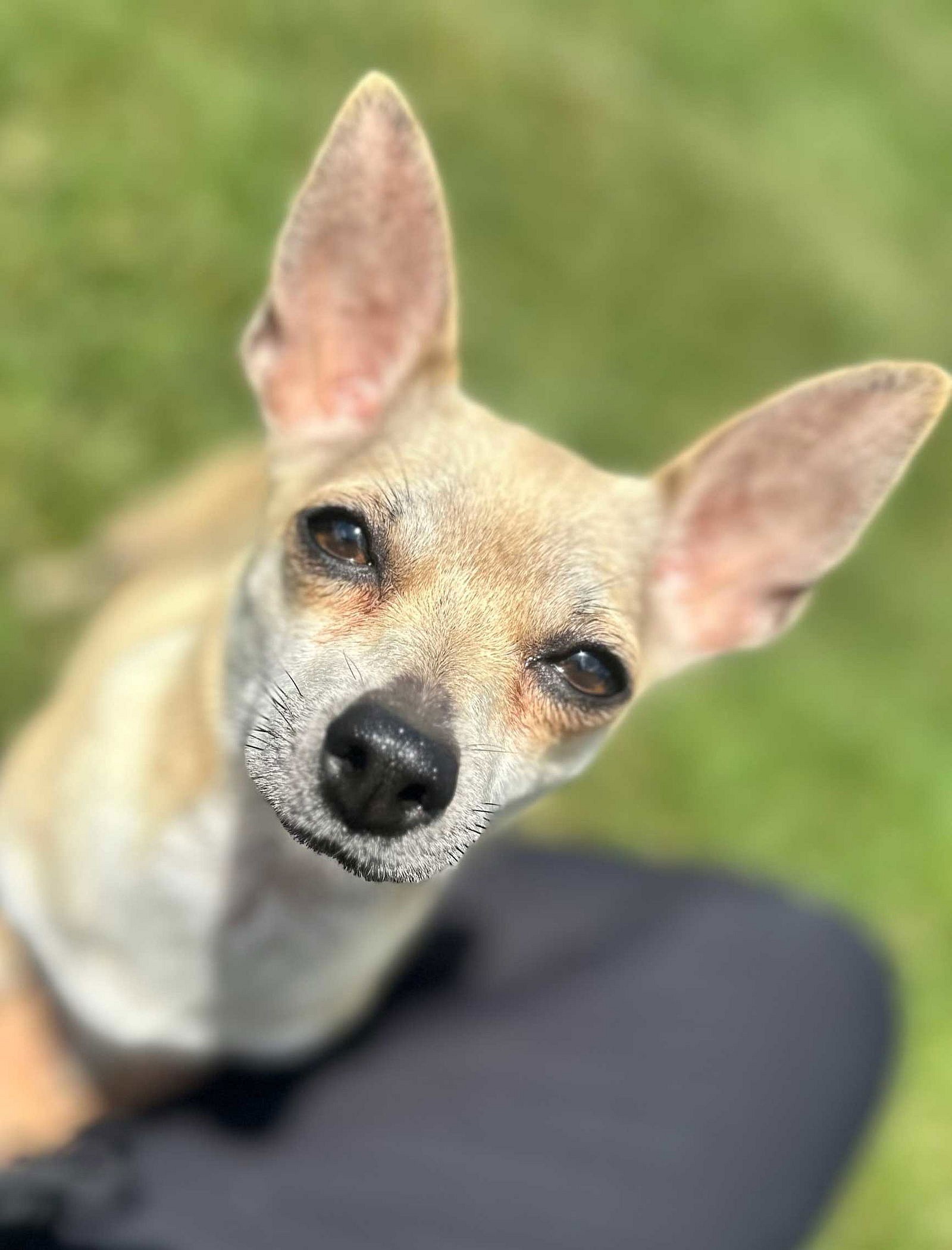 TIA MARIA - Chihuahua