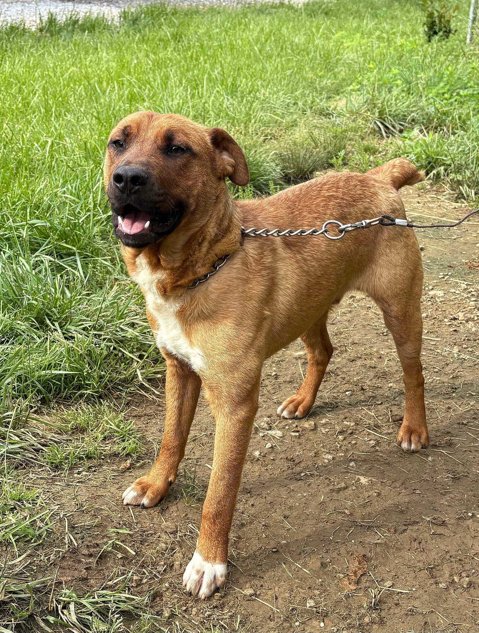 HUNTER - Australian Cattle Dog/Blue Heeler