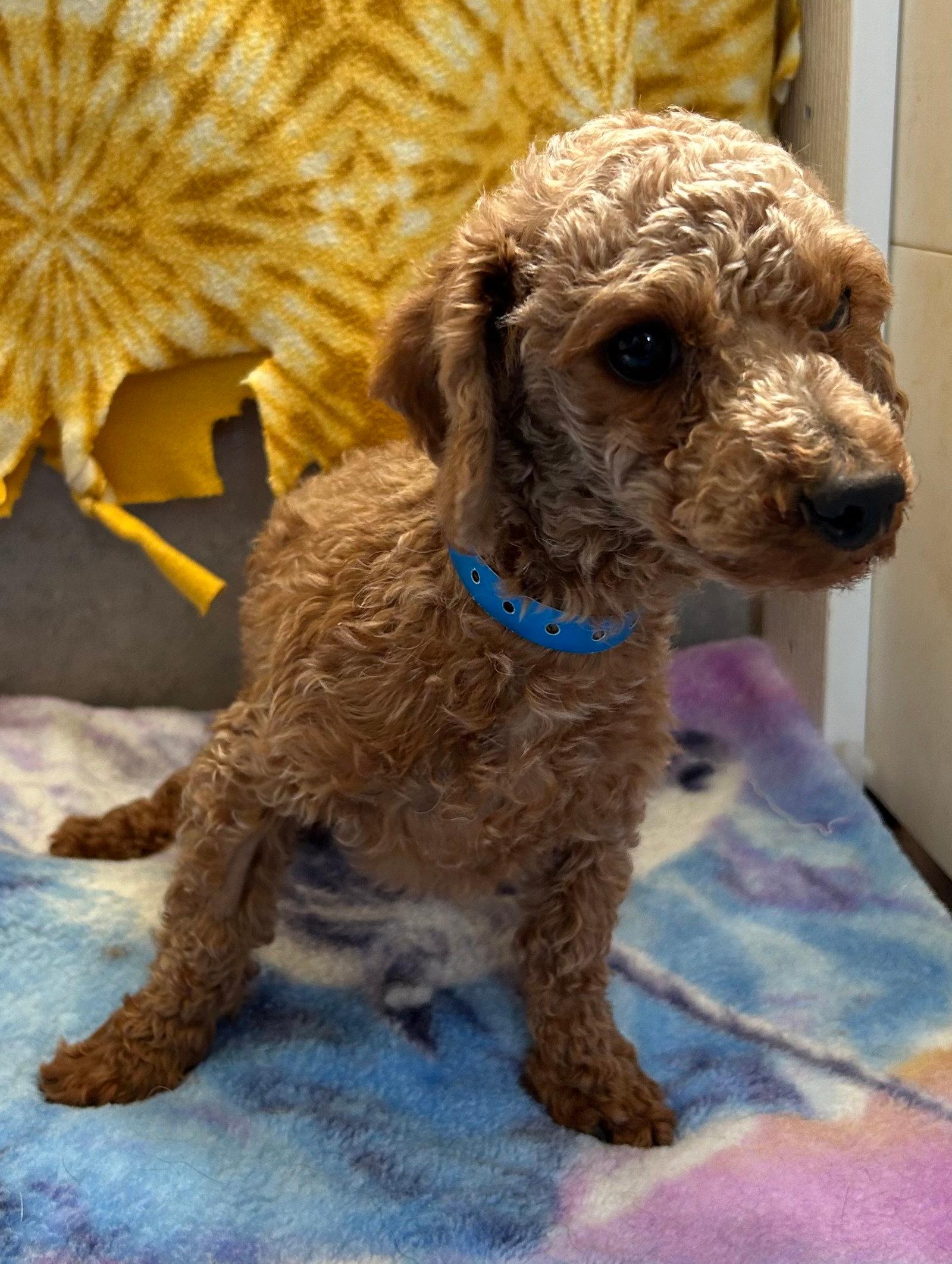 Norman Mar 26 - Poodle (Toy)