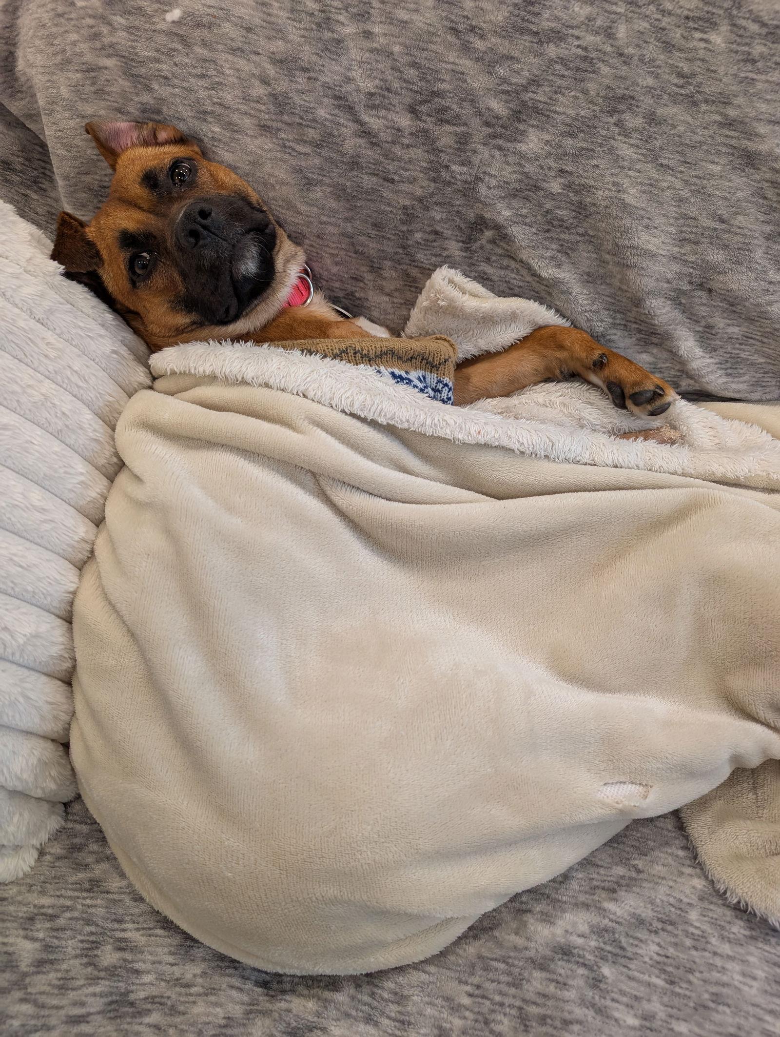 Piper
