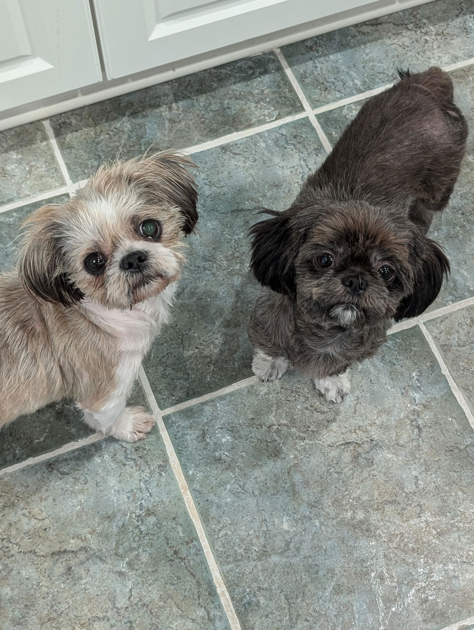 Tiger (Bonded with Angel)