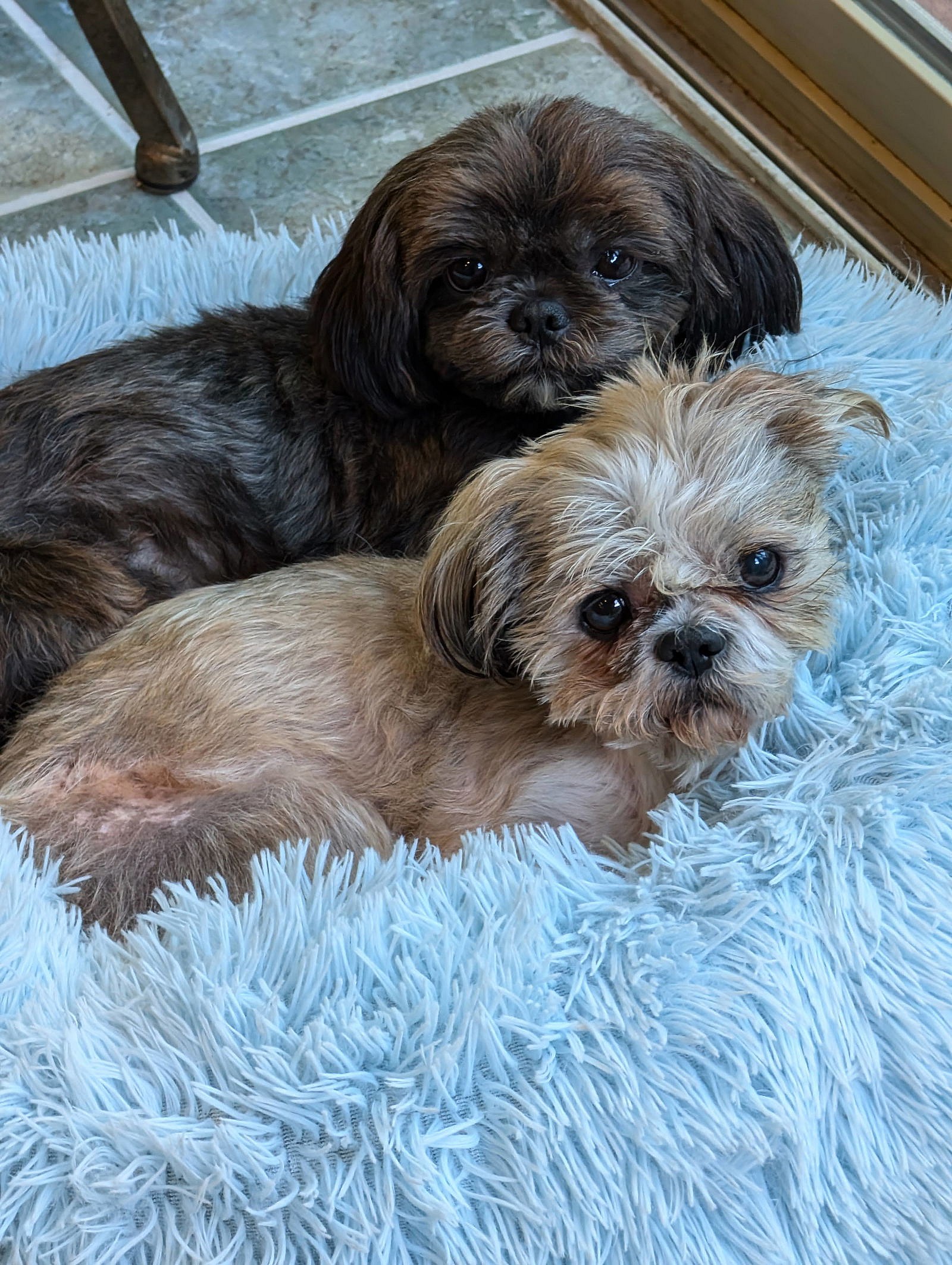 Tiger (Bonded with Angel)