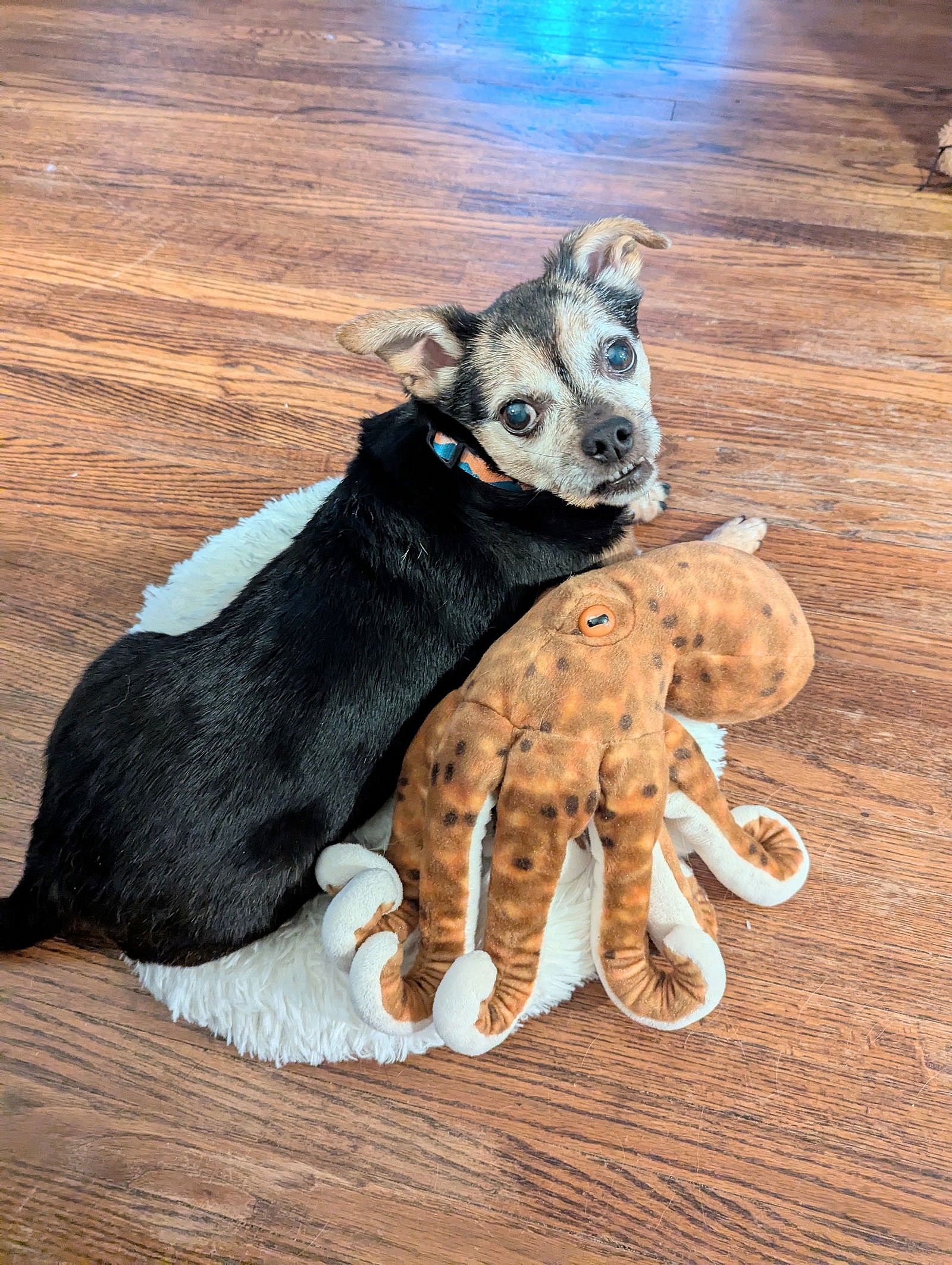 Ruger - Miniature Pinscher