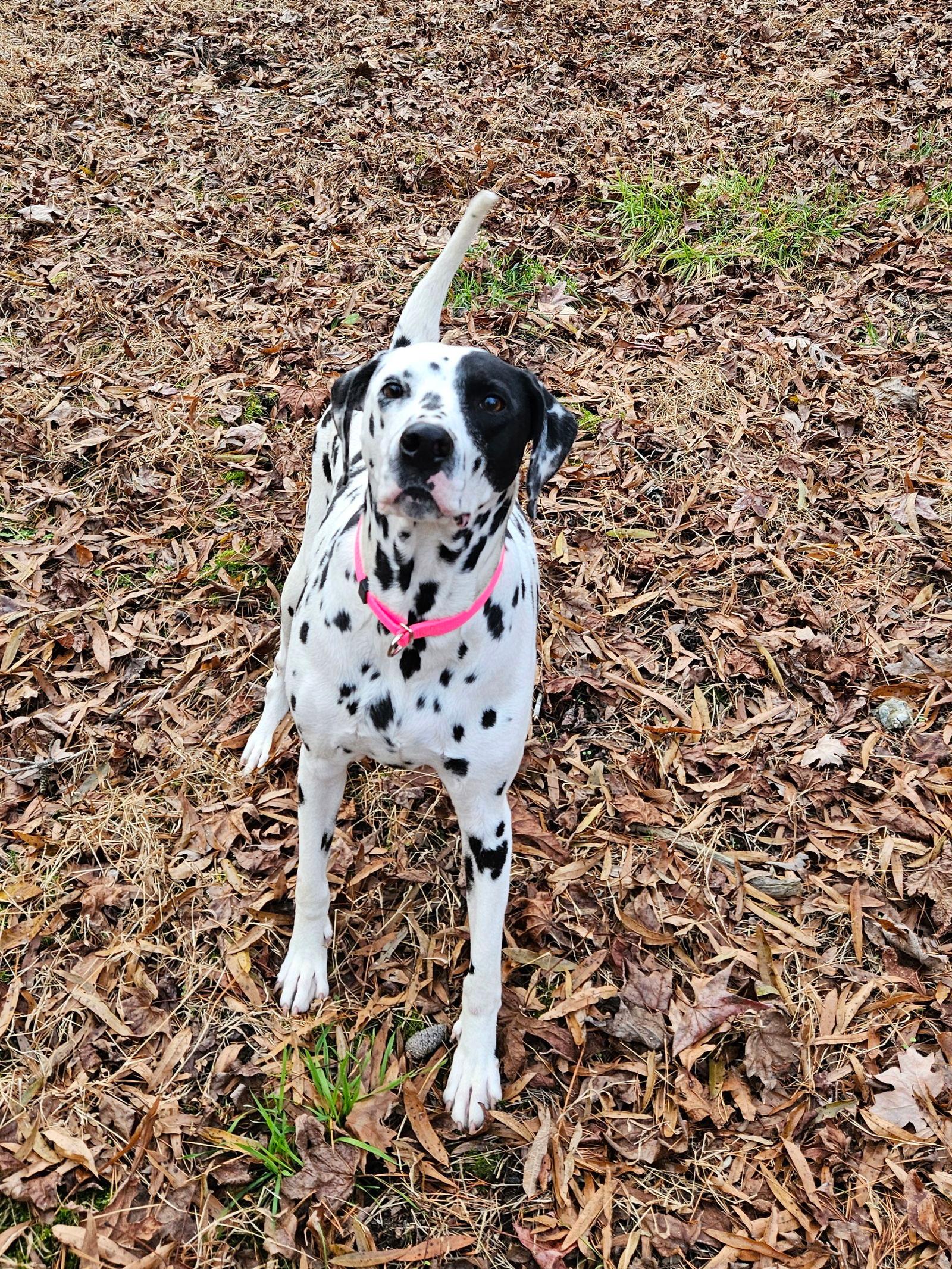 Holly Berry