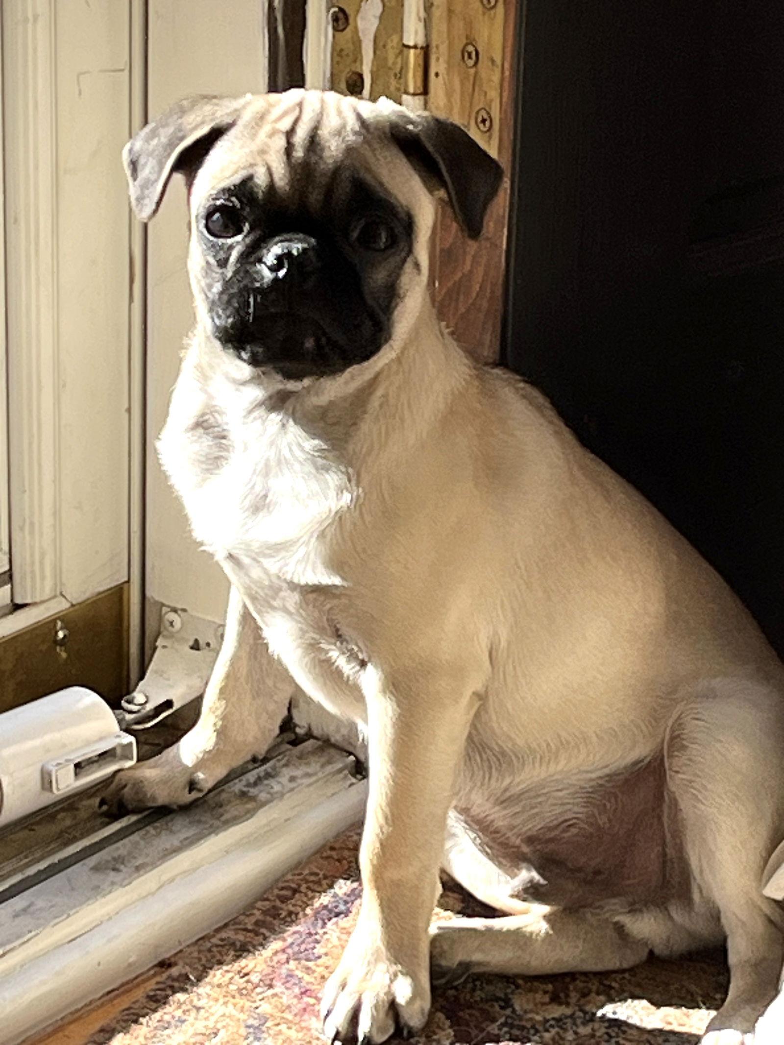 HUBERT THE PUG-SPECIAL NEEDS