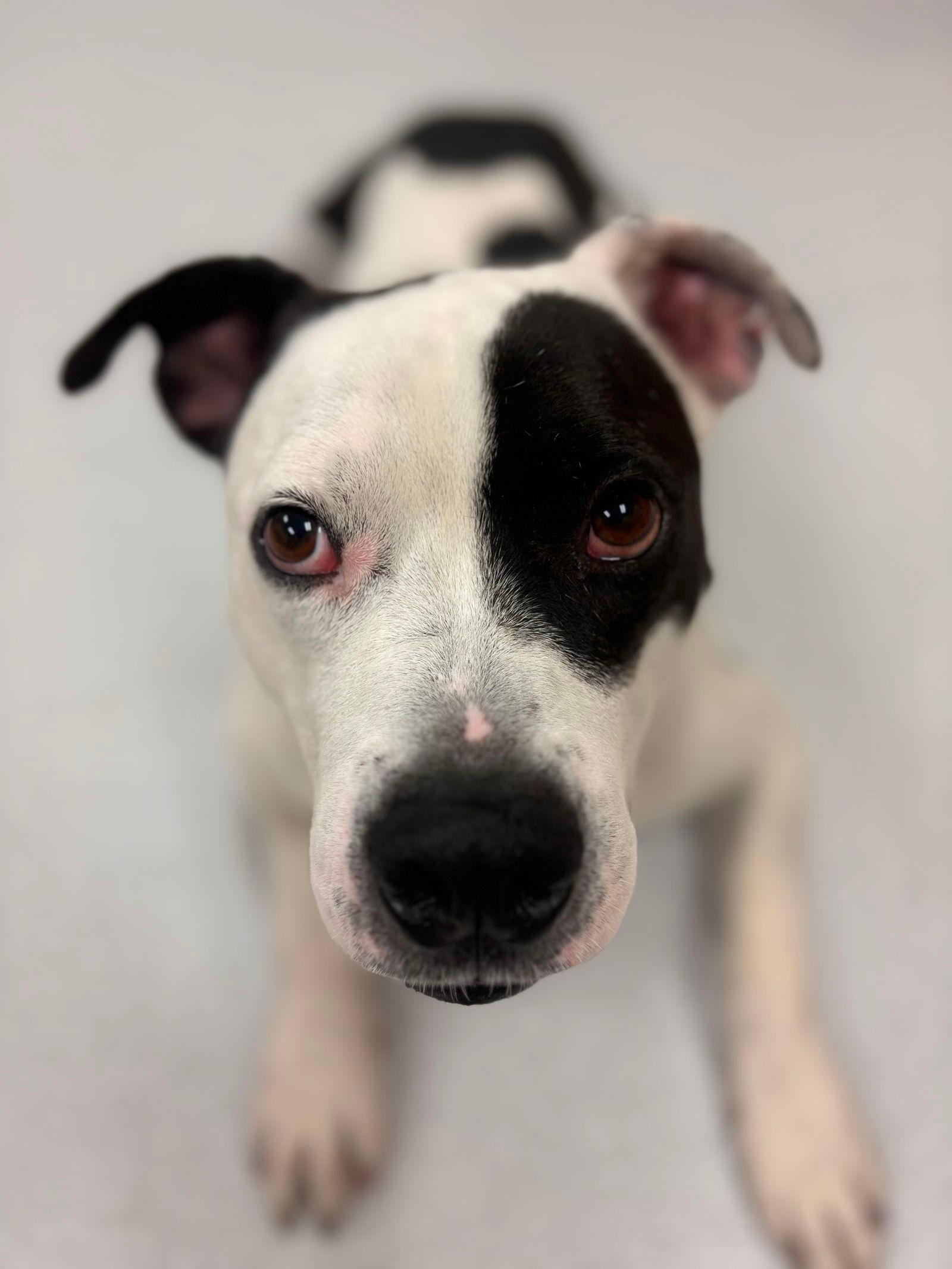 2412-1076 Zucchini (Off Site Foster)