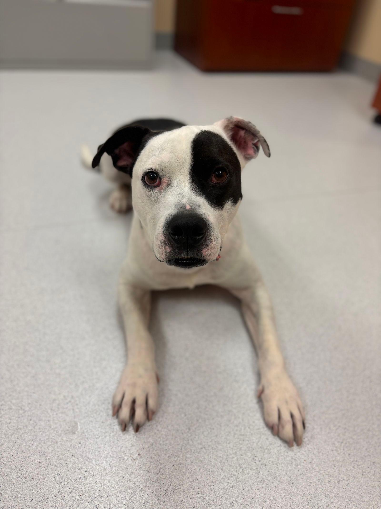 2412-1076 Zucchini (Off Site Foster)
