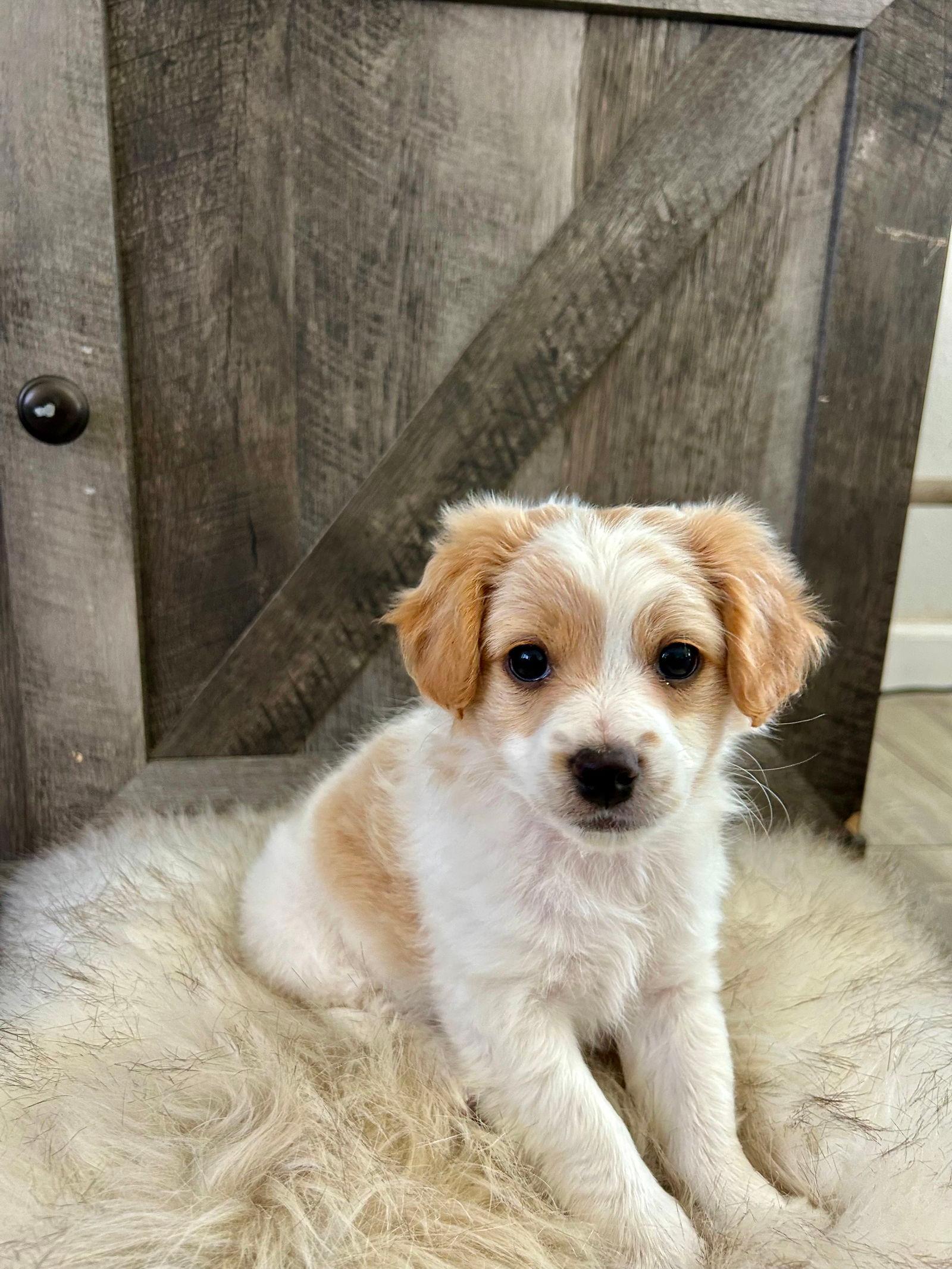 Puppy - Daisy