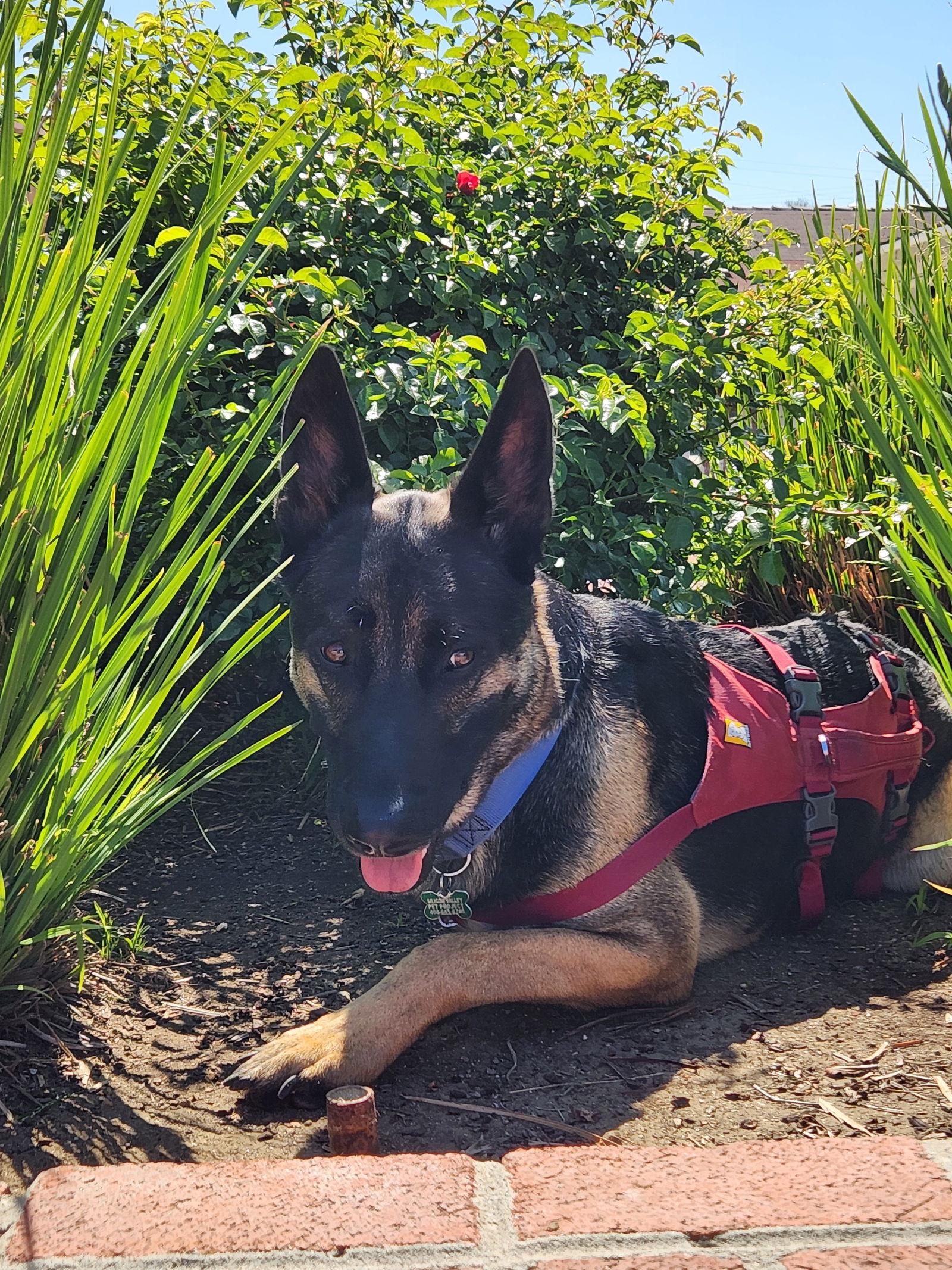 Coco - German Shepherd Dog