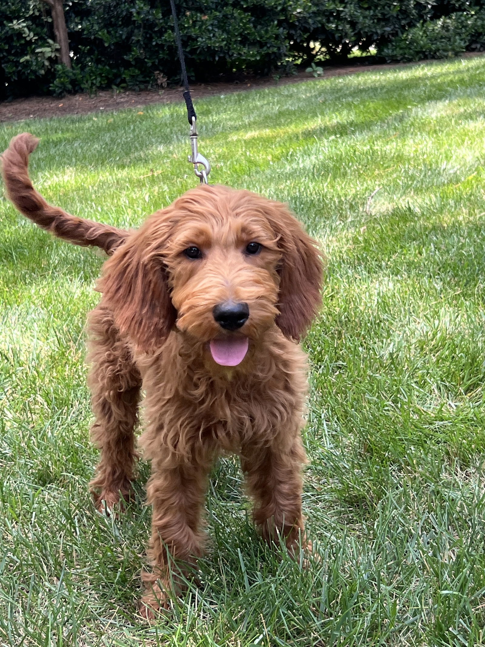 Murphy Jun 25 - Golden Retriever