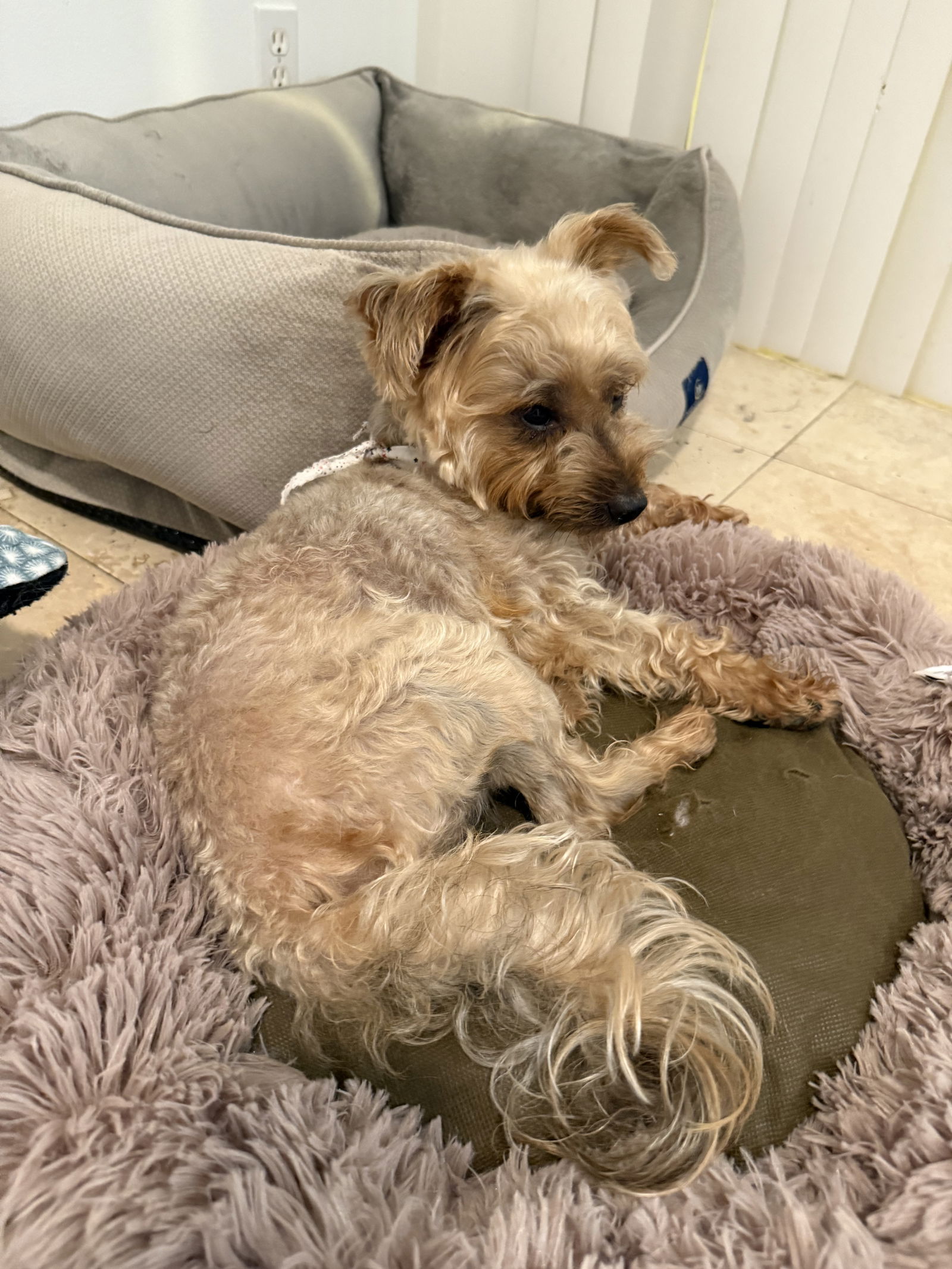 Hypoallergenic Yorkie poo boy Evan - Yorkshire Terrier Yorkie