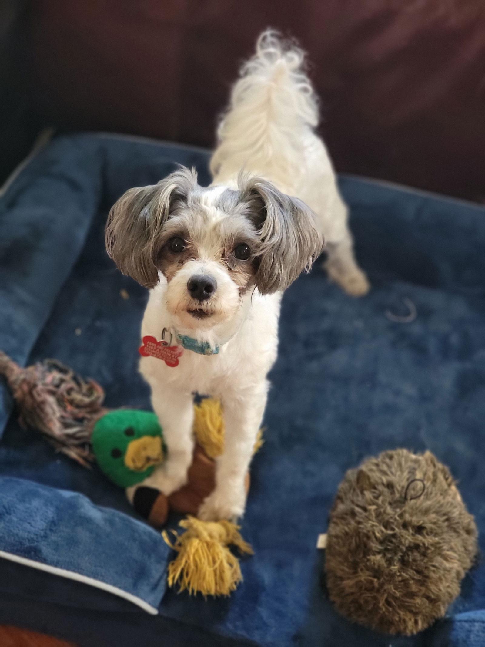 Bixby-The Most Playful Pup On The Planet - Poodle (Toy)