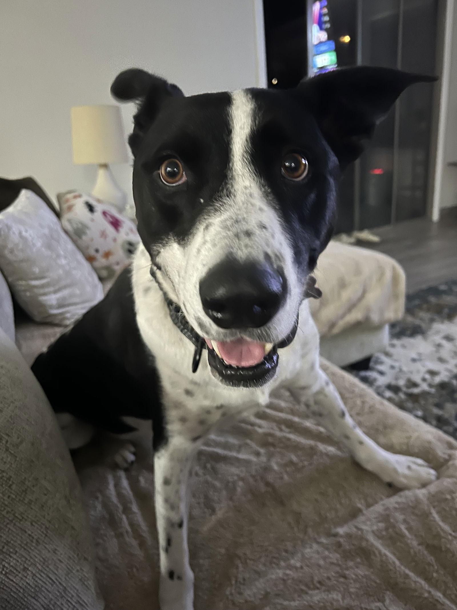 MOZZI - Cattle Dog